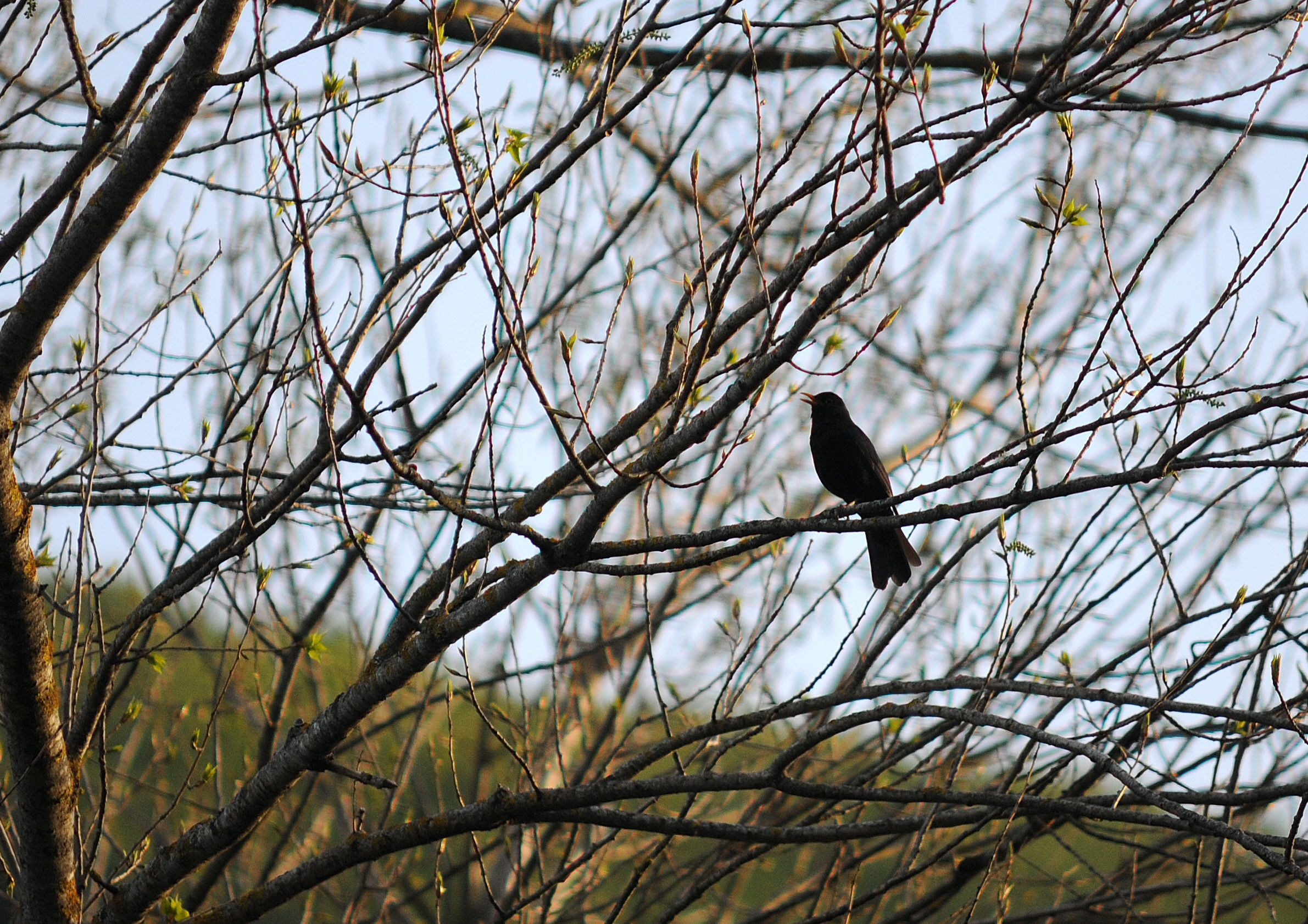 Common Blackbird