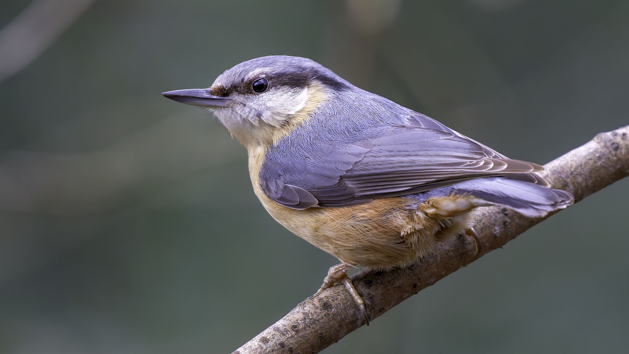 nuthatch posing nicely