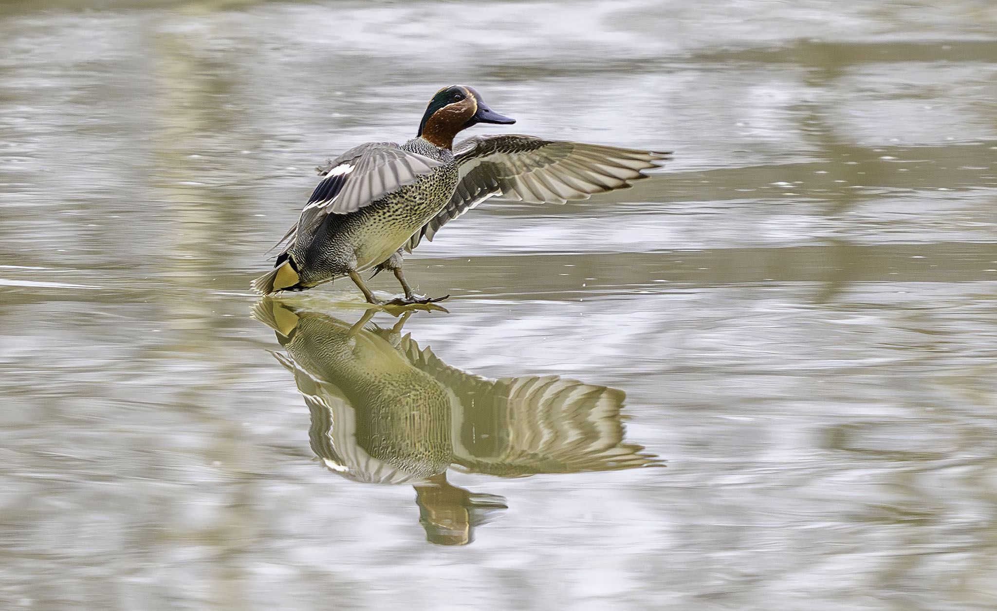 teal landing