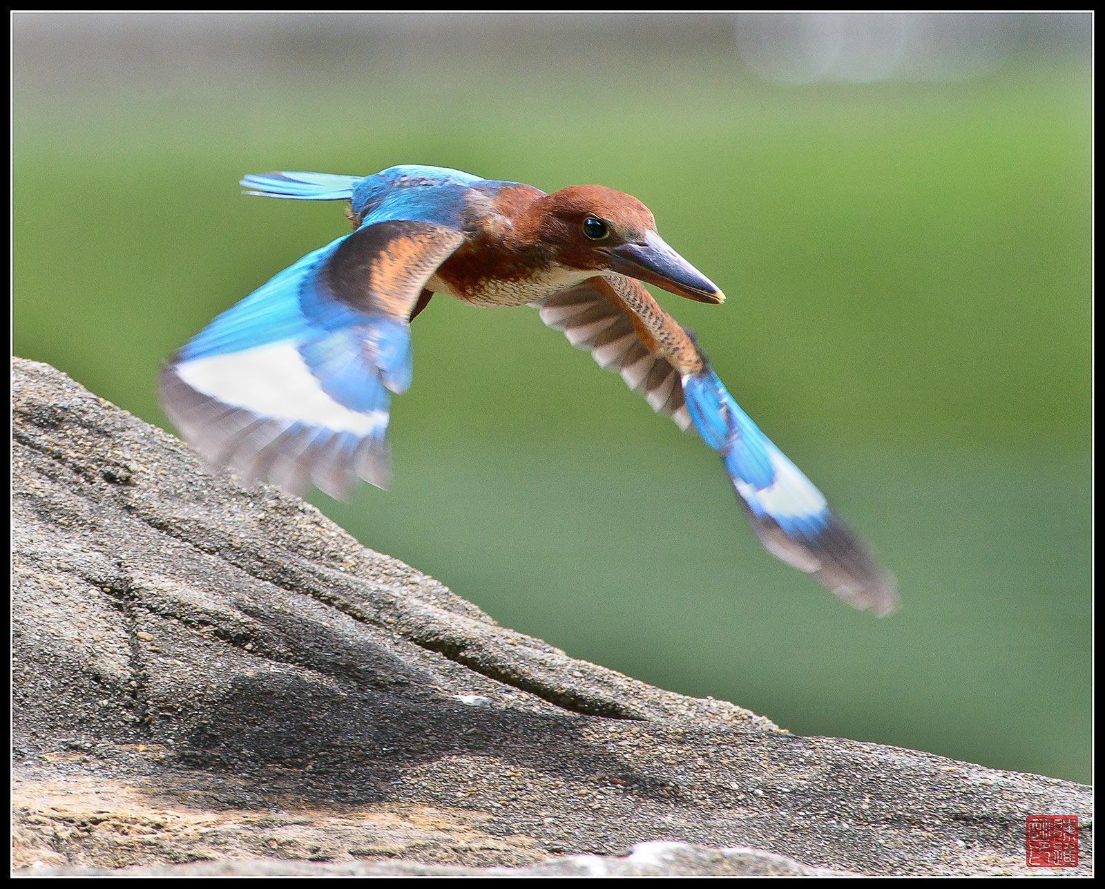 Golabianca Kingfisher 1