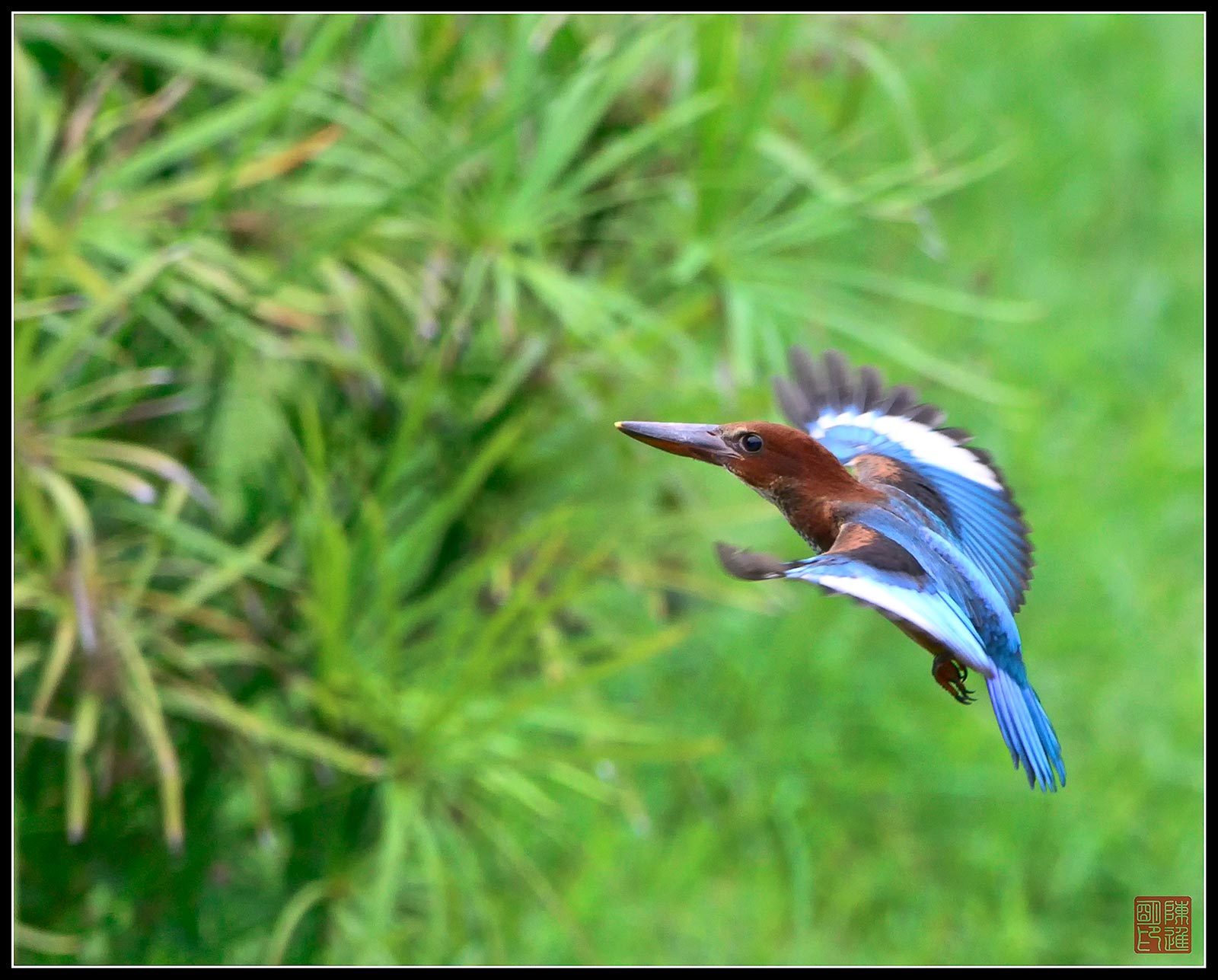 Golabianca Kingfisher 2