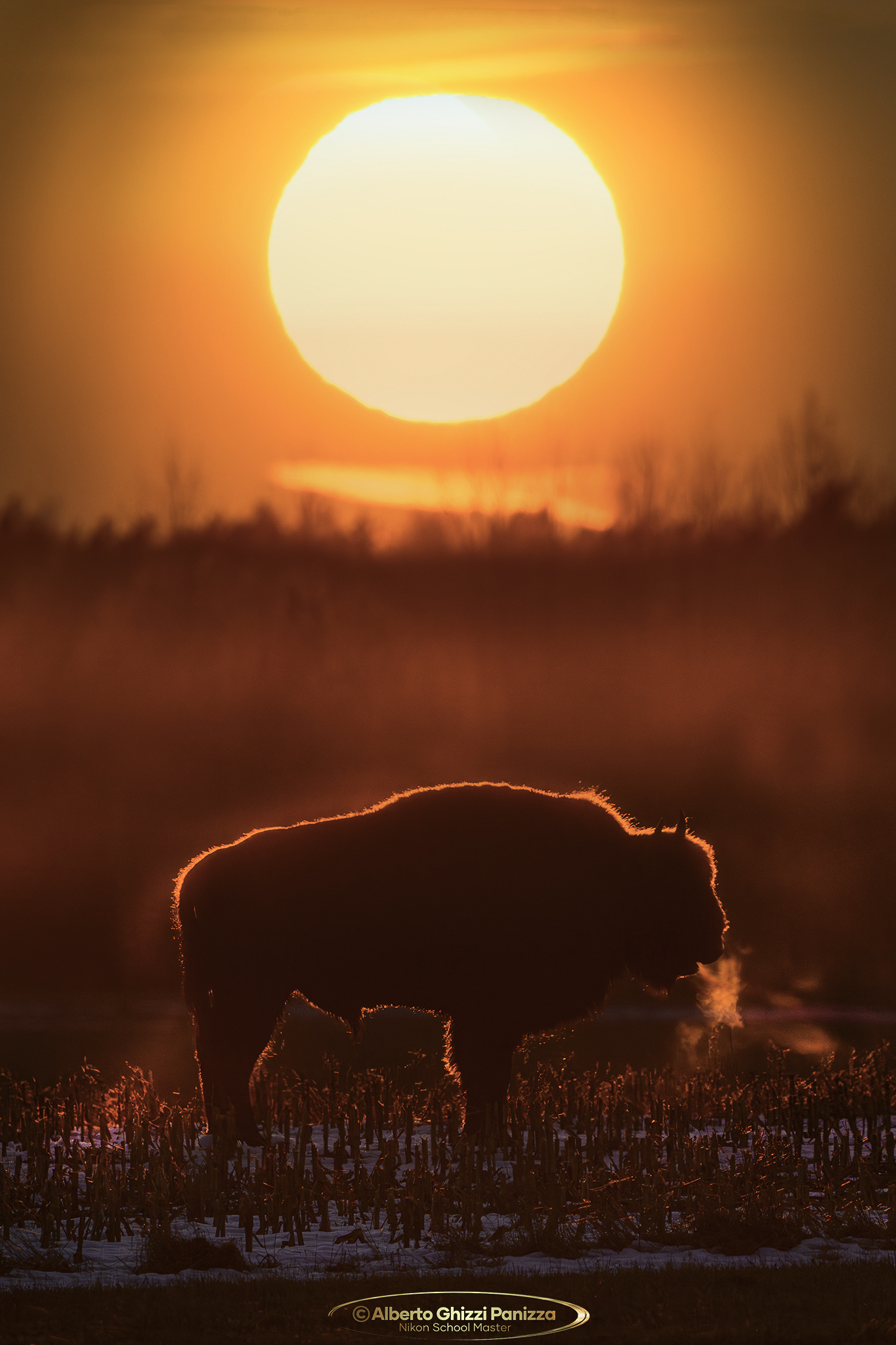 Bison at sunset in Bialowieza