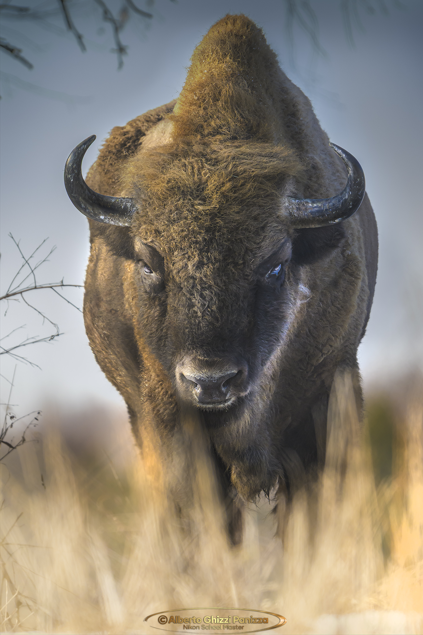 You're on my way - Bison to Bialowieza