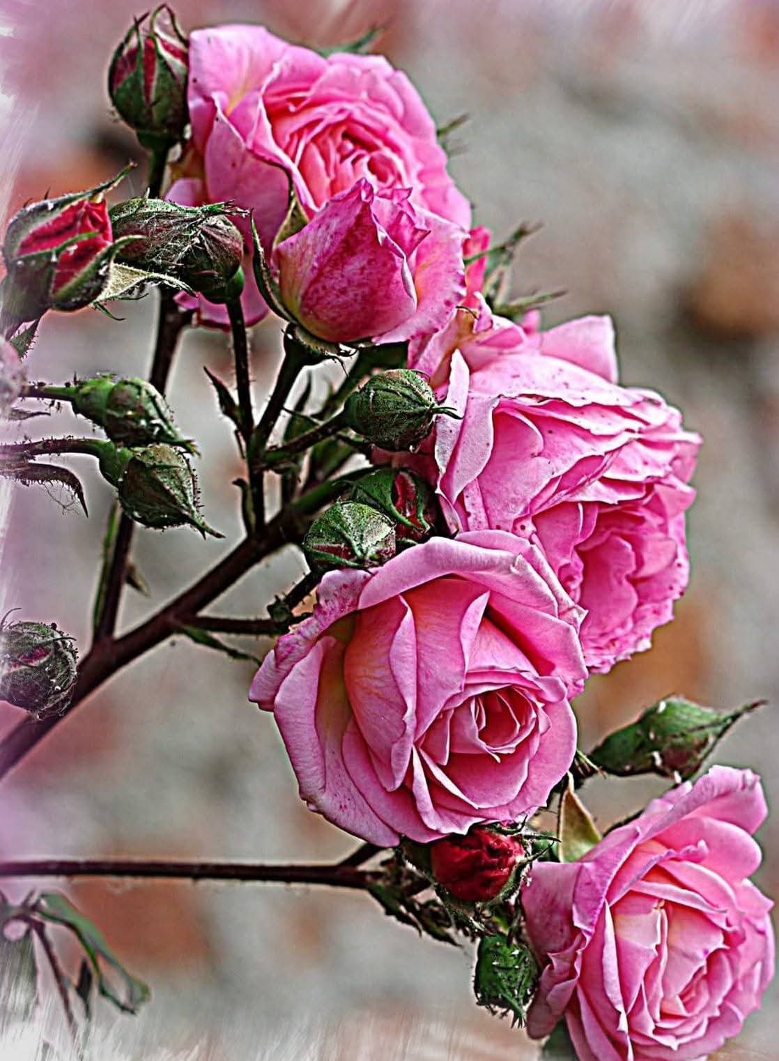 My favorite flower