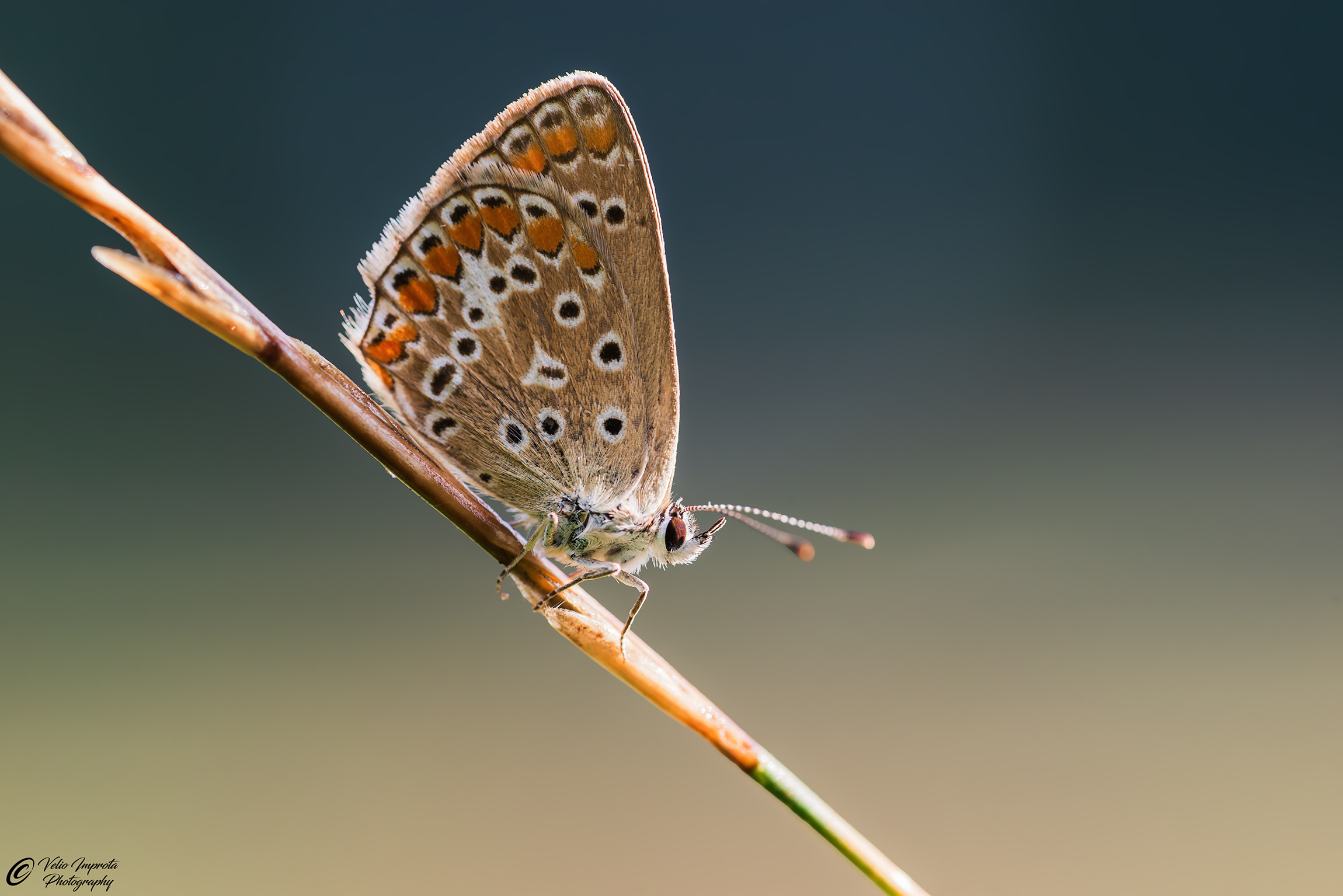 Prime luci dell'alba