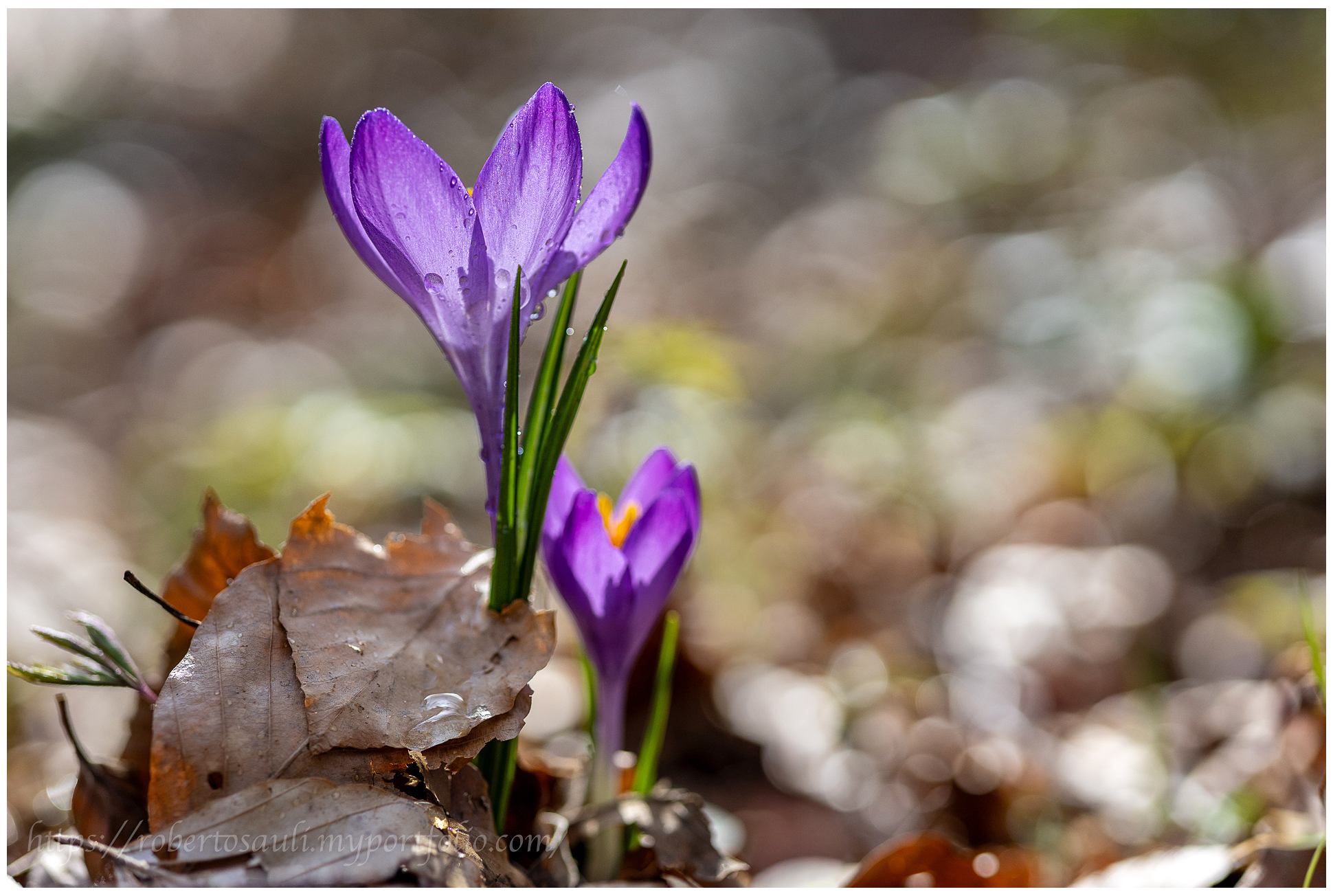 Croco (Crocus vernus)