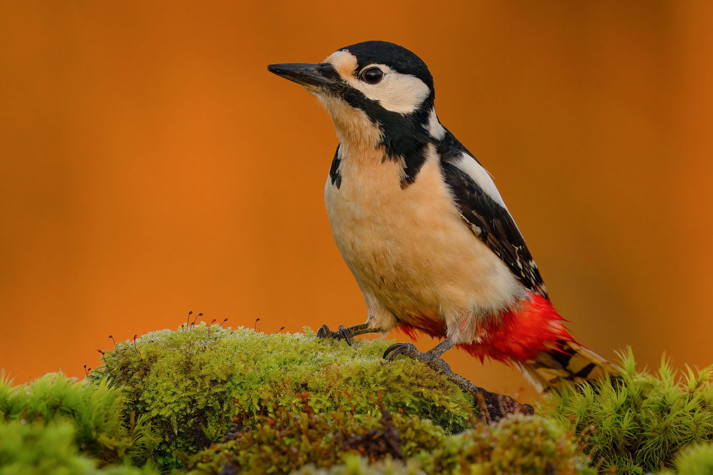 Eurasian Spotted Woodpecker