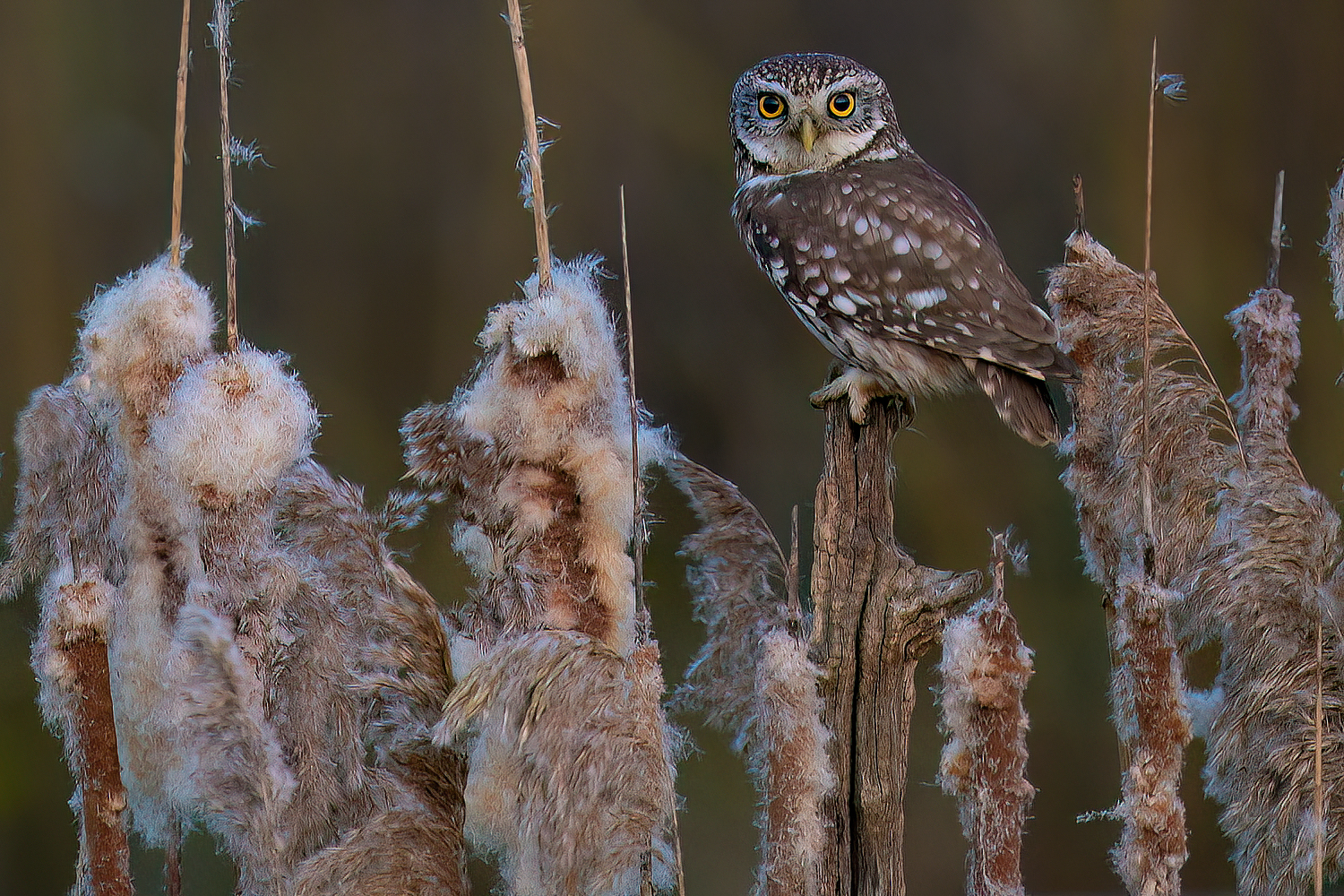 owl