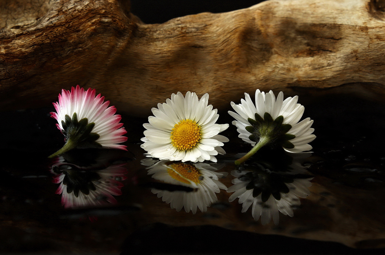 spring flowers with reflection