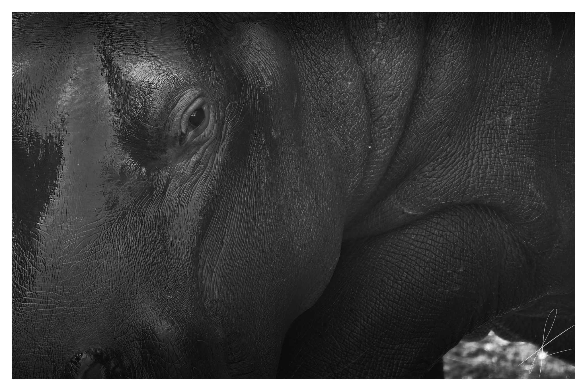 Ippopotamo