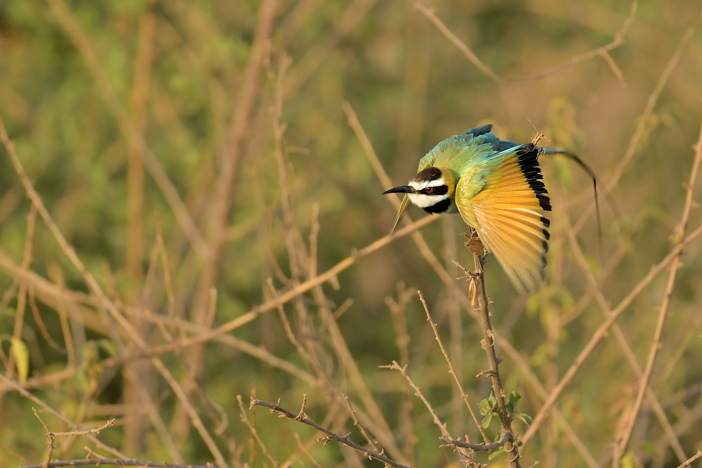 White-throated bee-eater