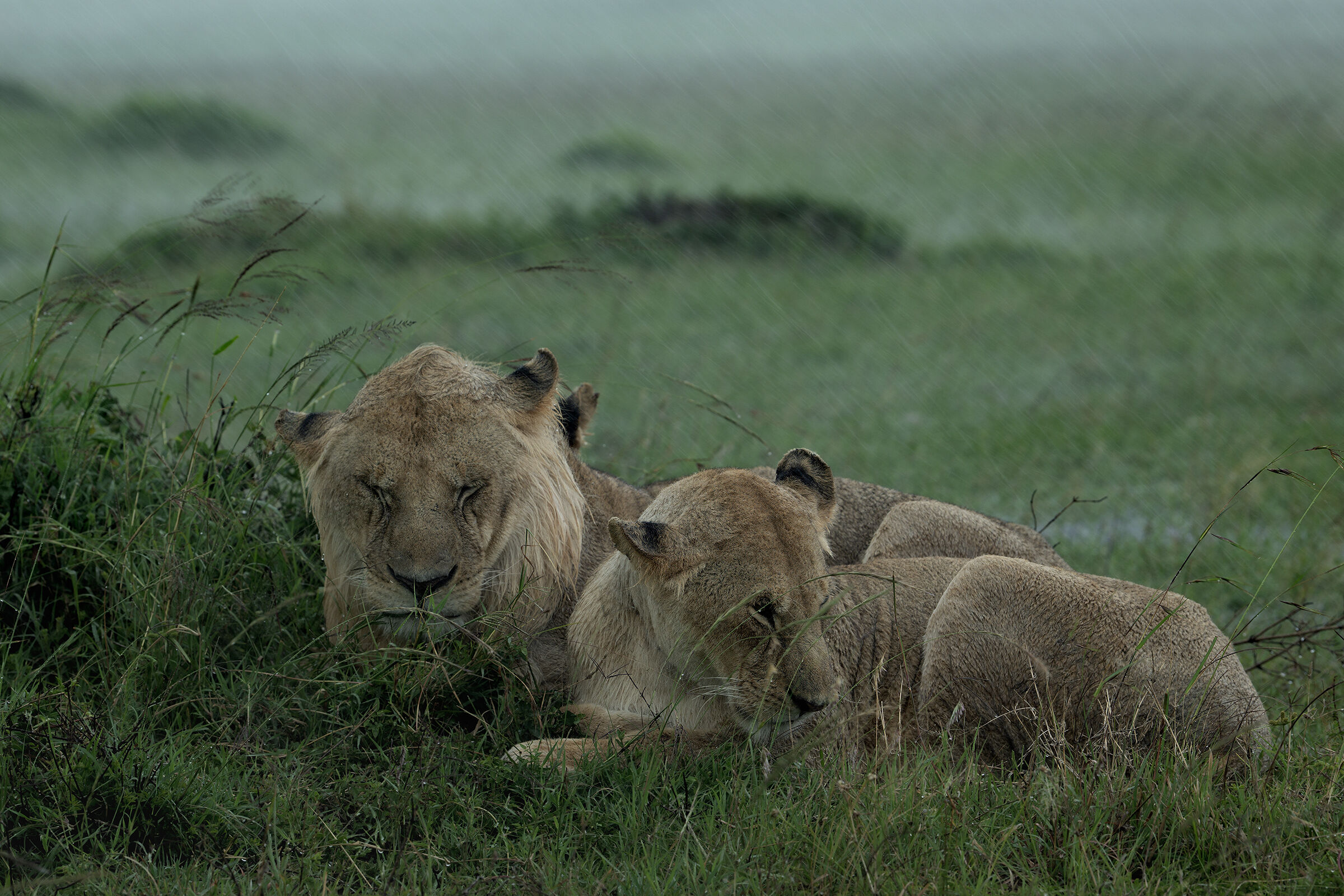 A Masai Mara never so flooded