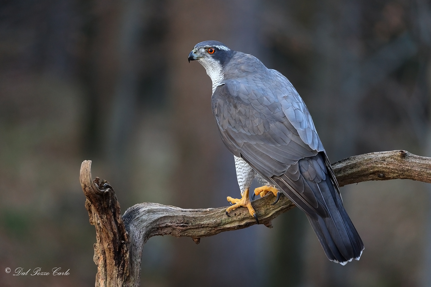 Goshawk
