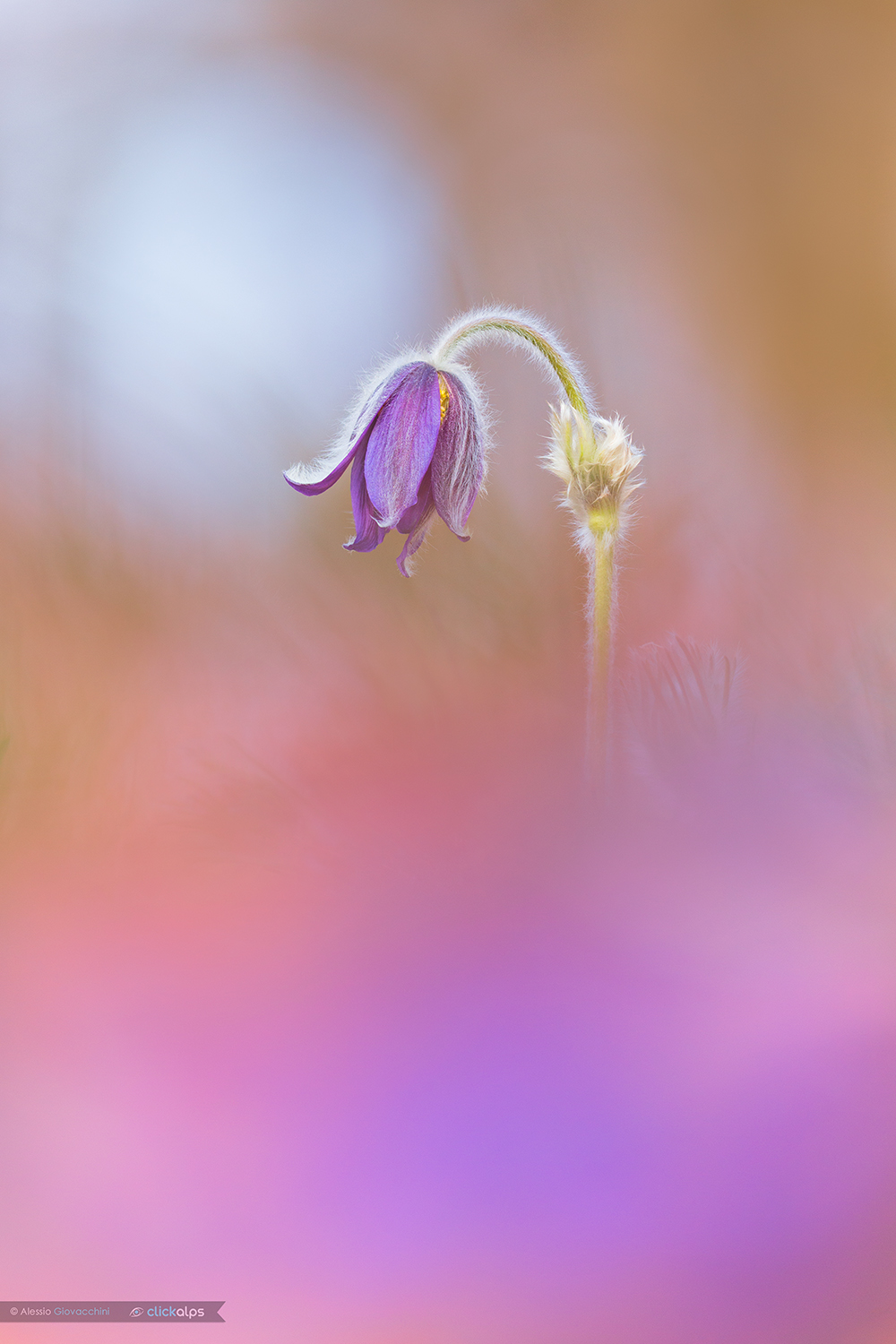 Pulsatilla