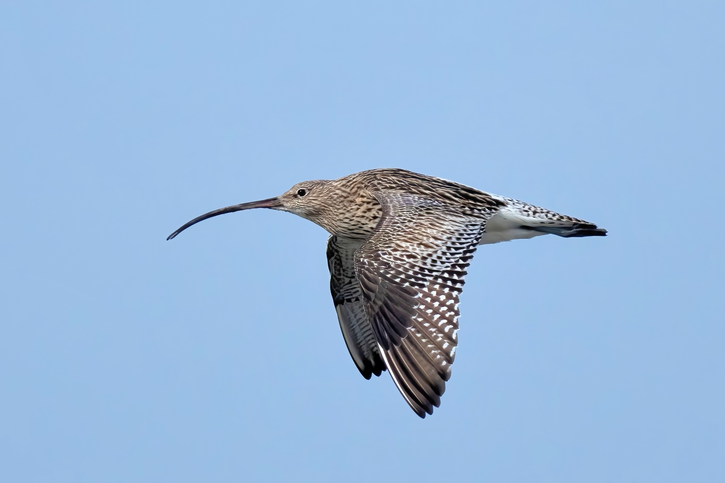 Chiurlo maggiore (Numenius arquata)