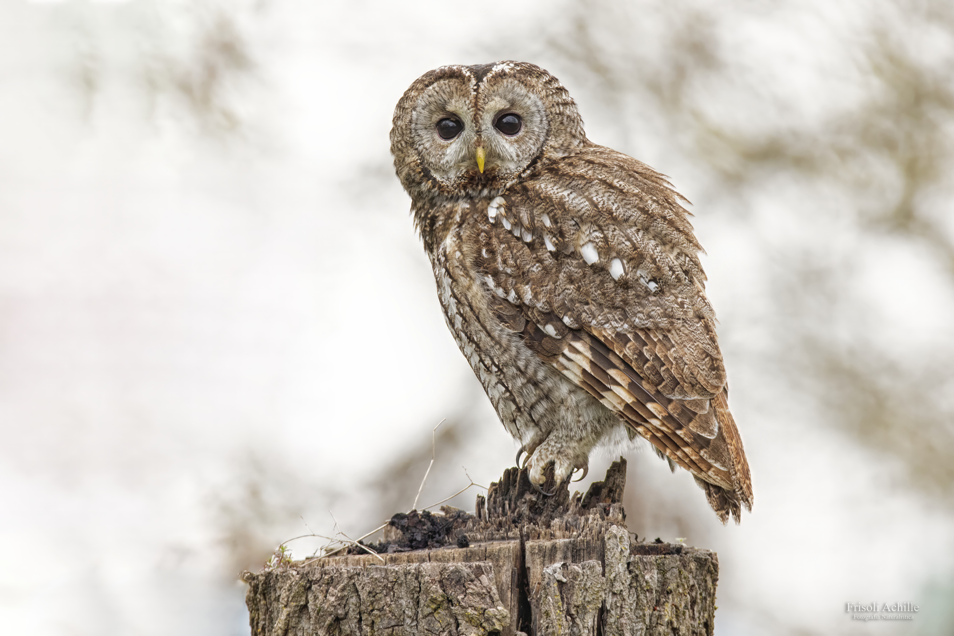 Tawny Owl