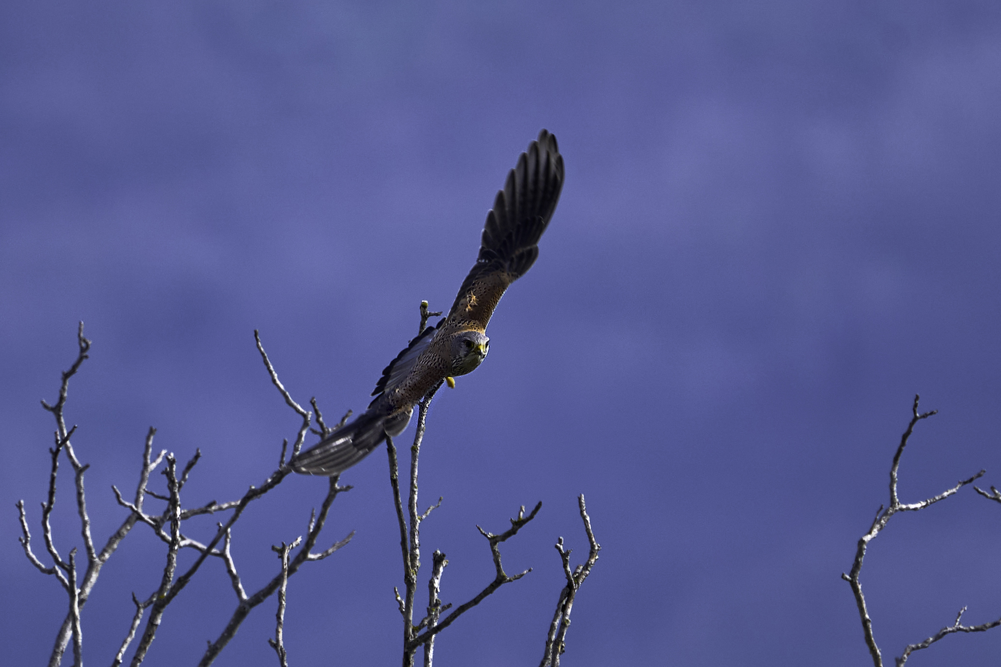 Bird of prey taking off
