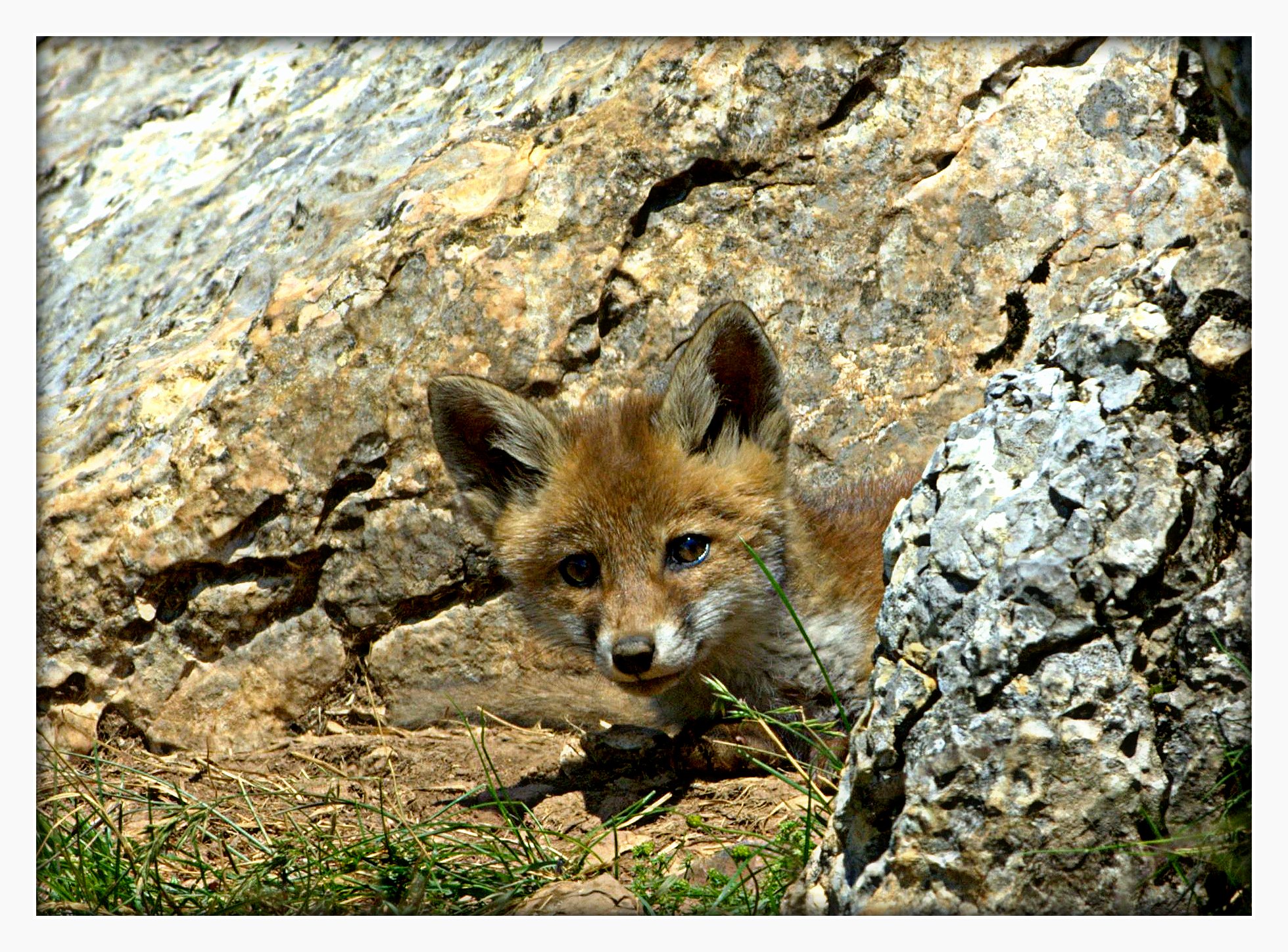Cucciolotto