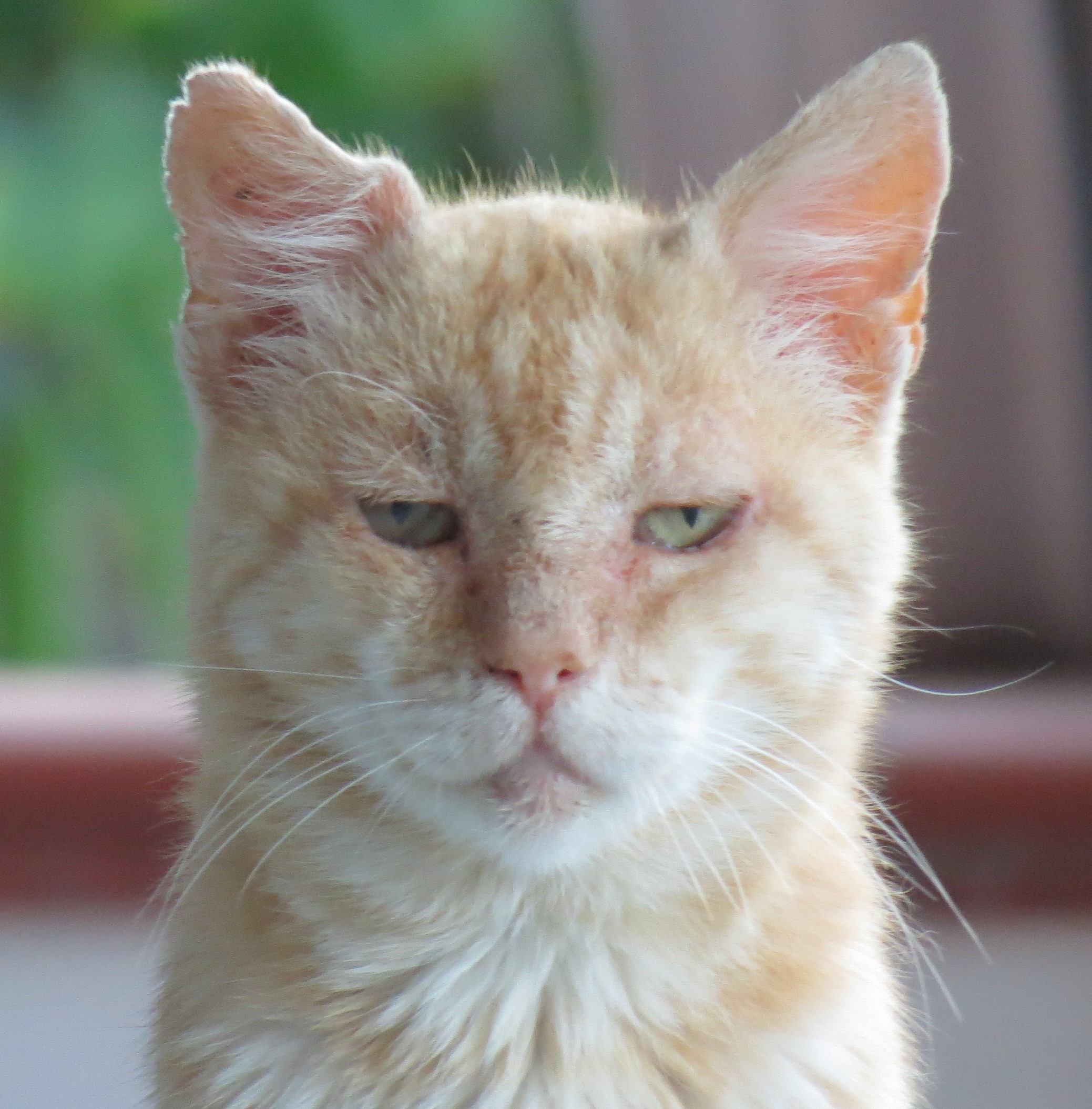 Rocky, il gatto sempre perennemente incaz..to nero