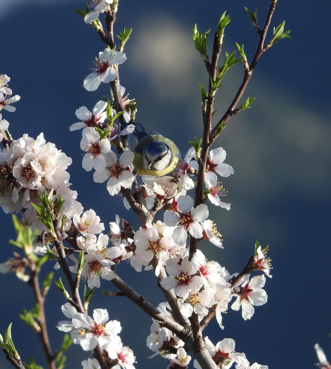 Spring