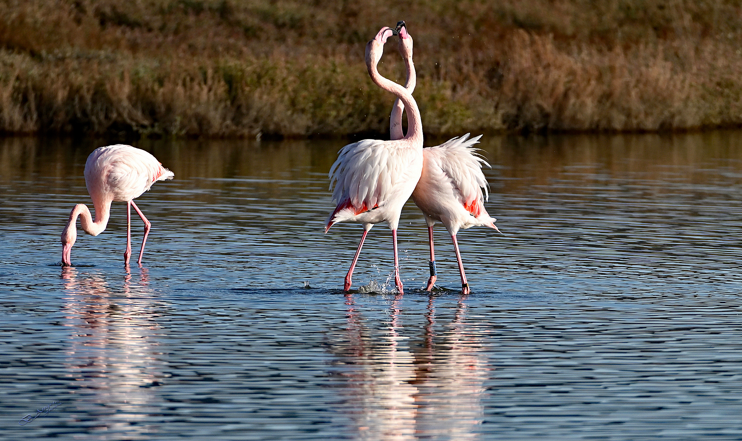 " Fenicotteri rosa "