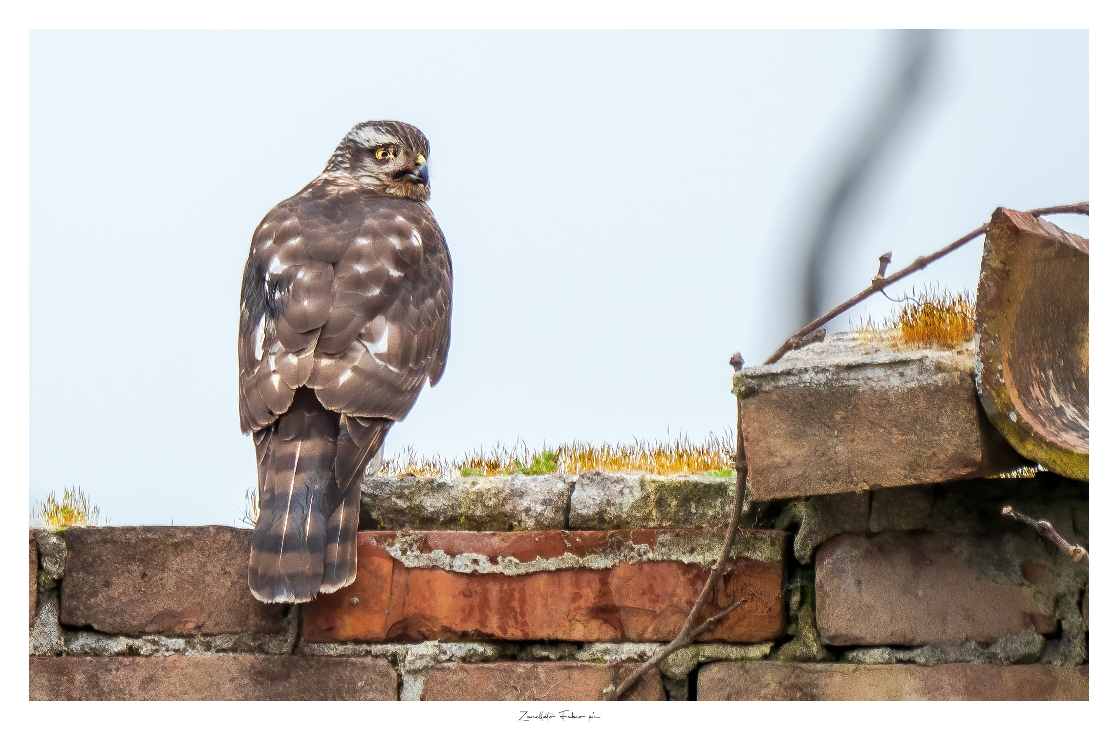 Sparrowhawk