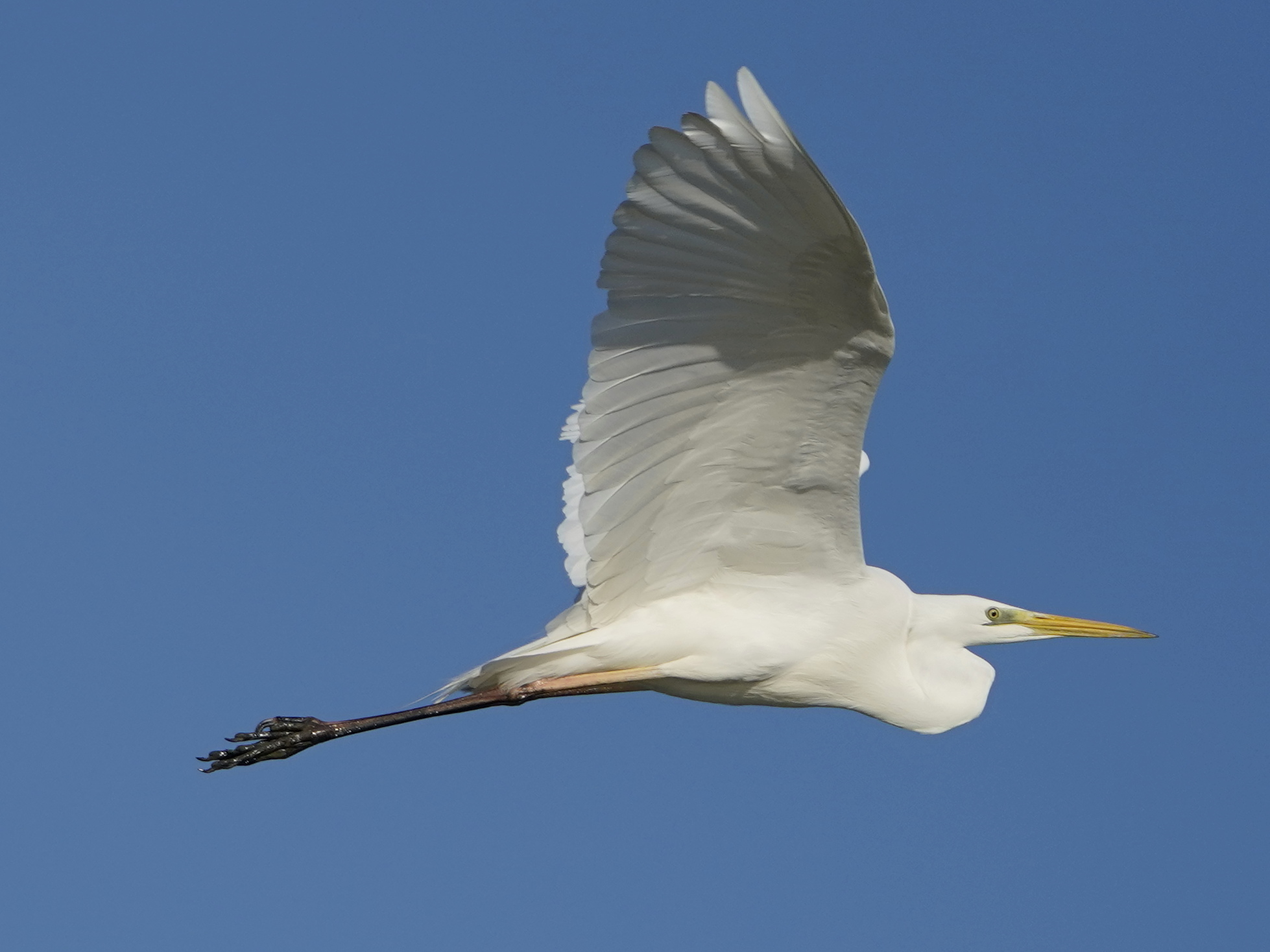 Heron in flight