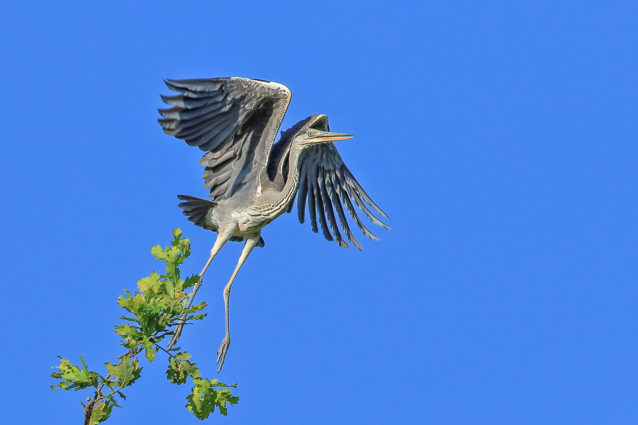 Grey Heron