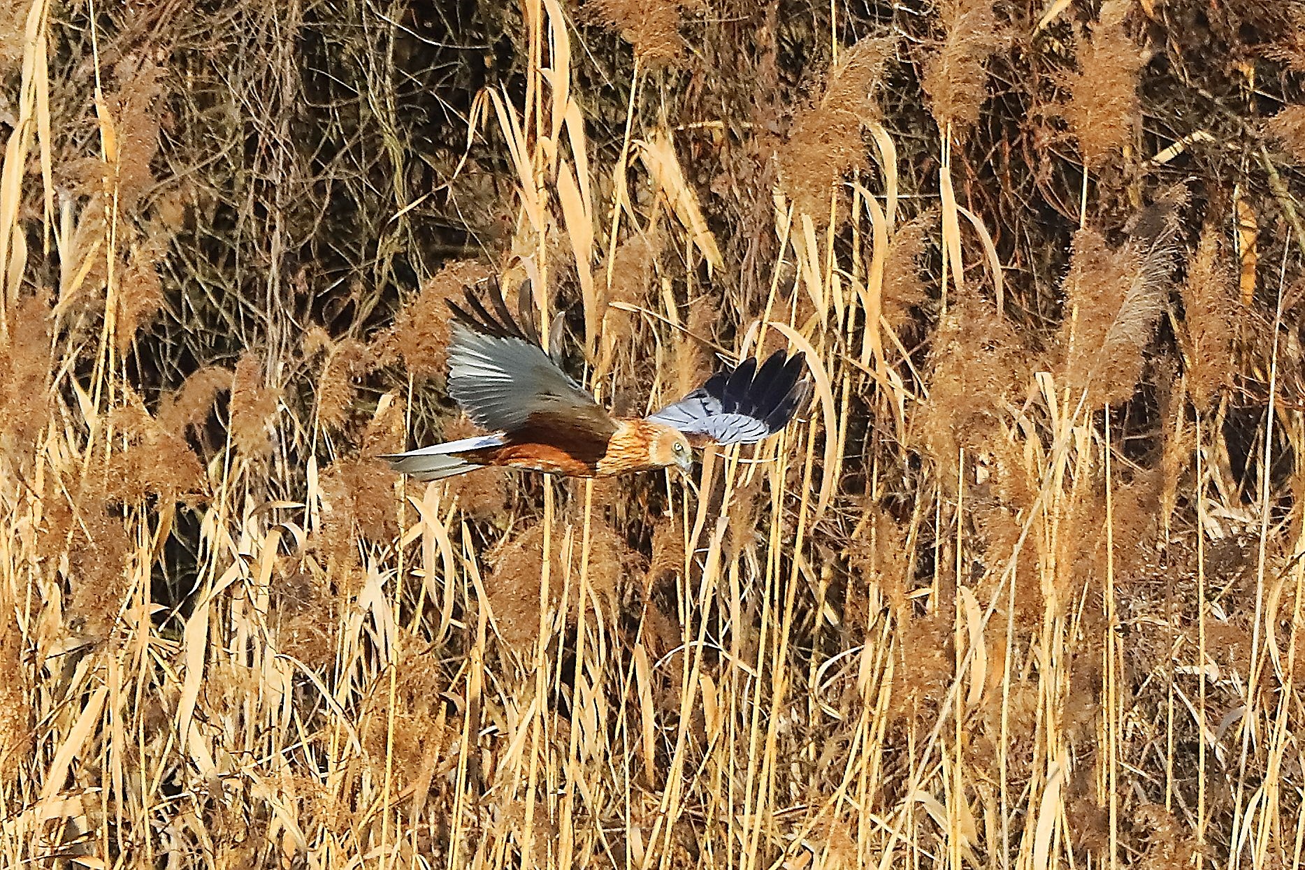 Falco di palude M 03 febbraio 2023 - 0120