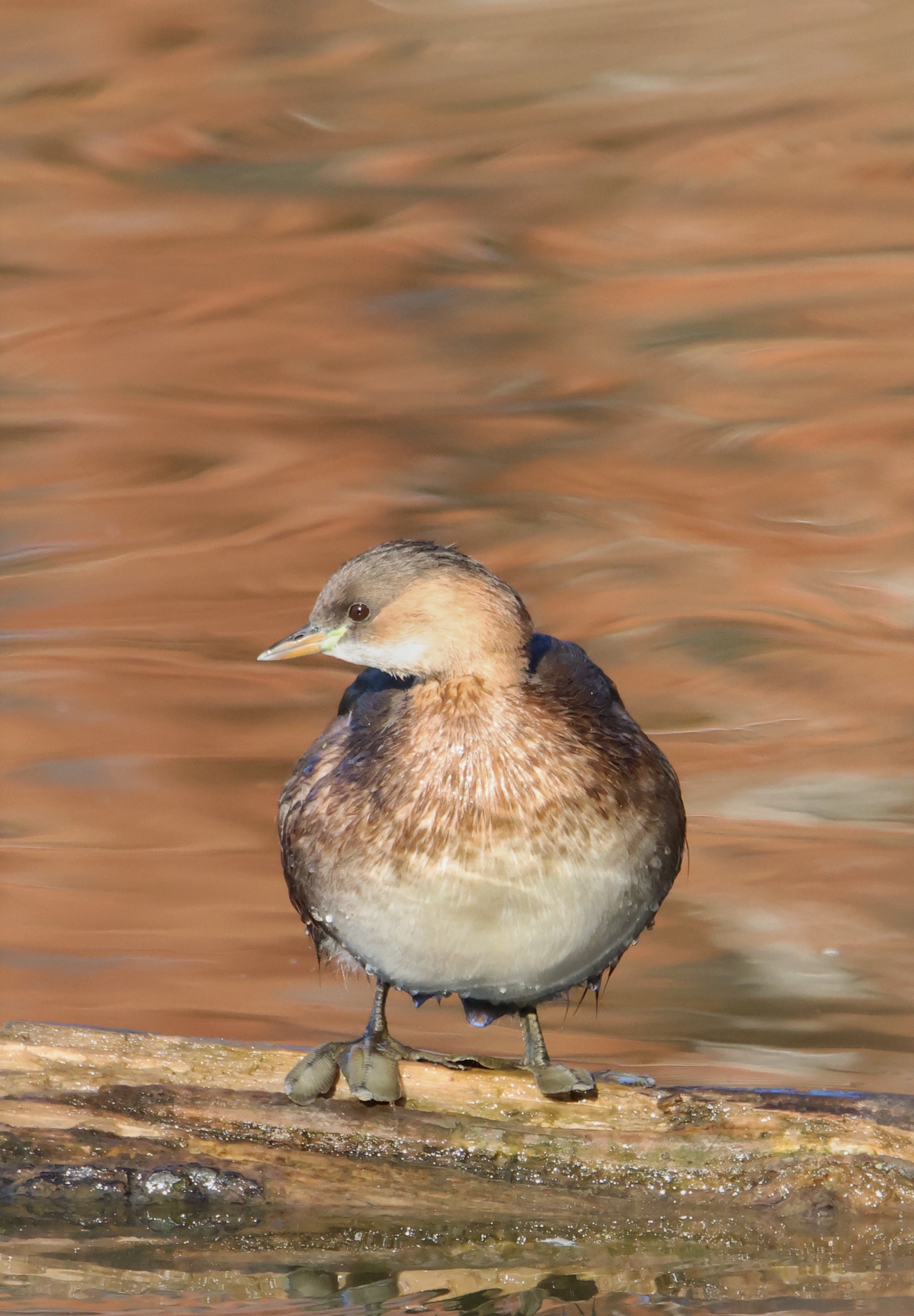 Little Grebe