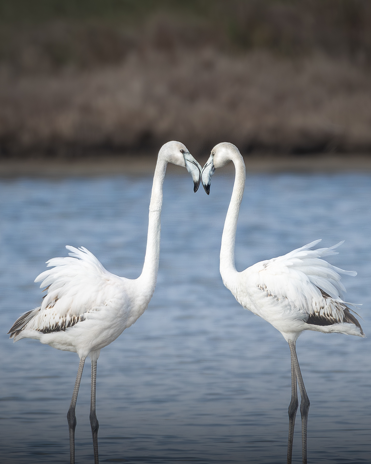 Flamingos