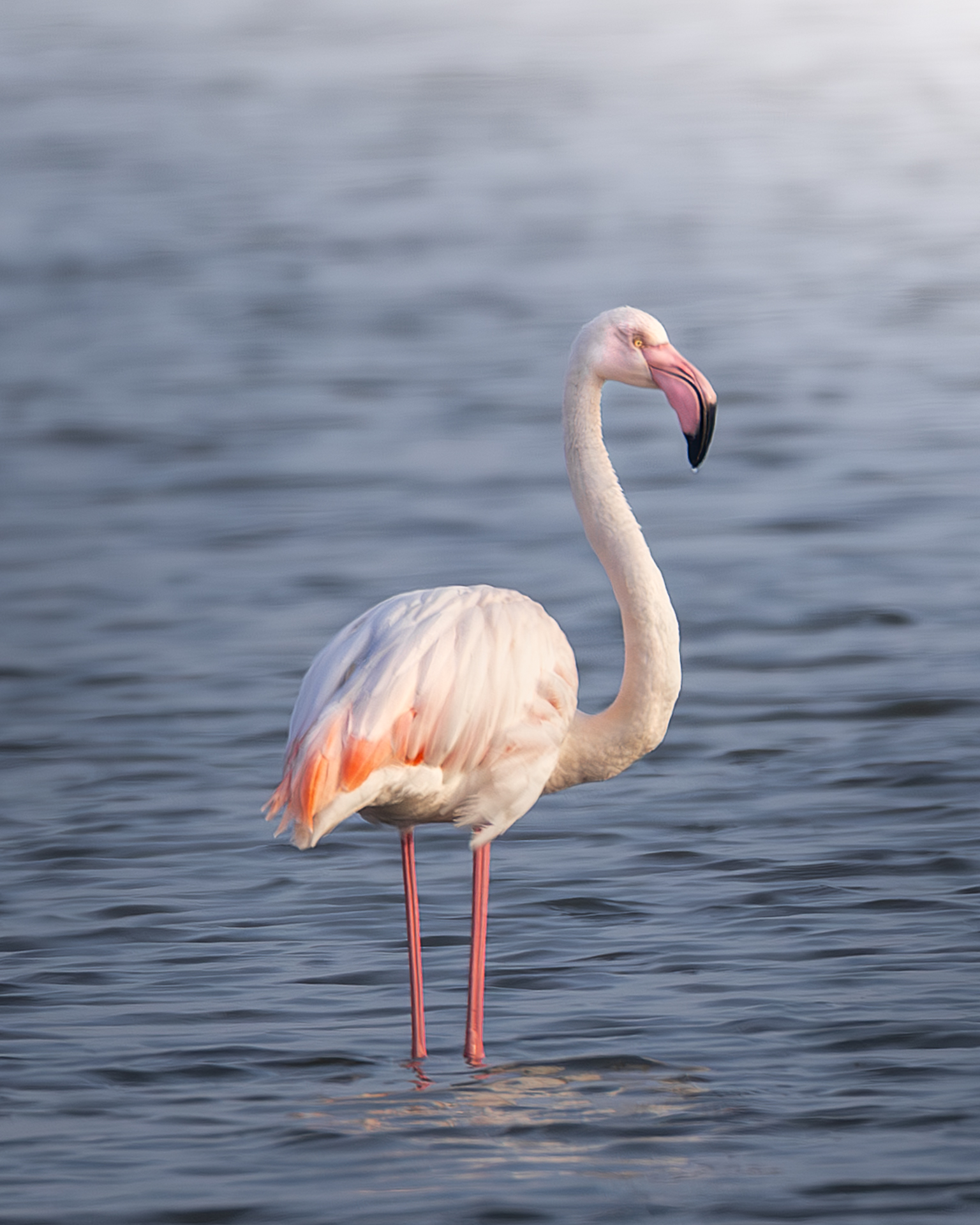 Pink flamingo