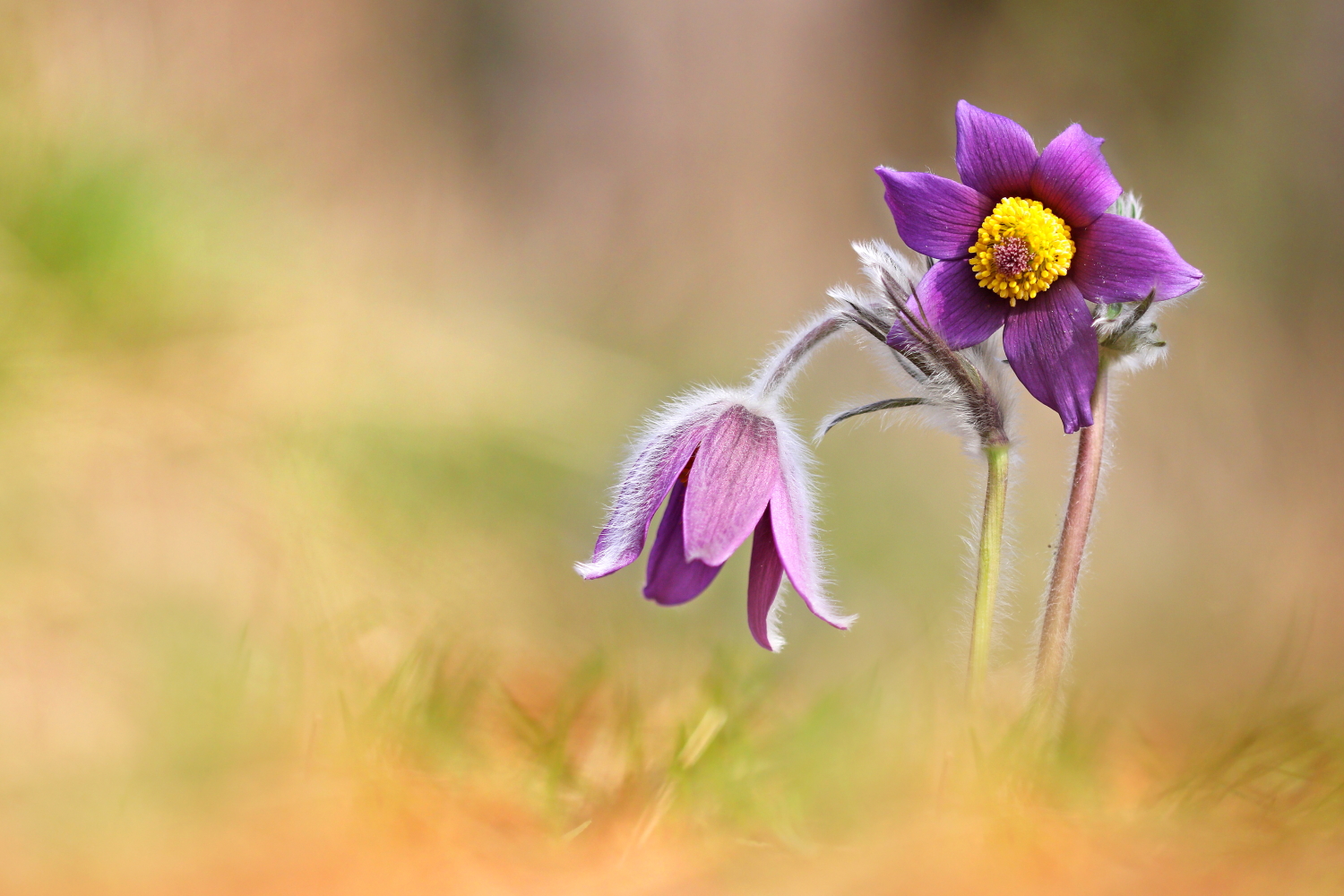 Pulsatilla