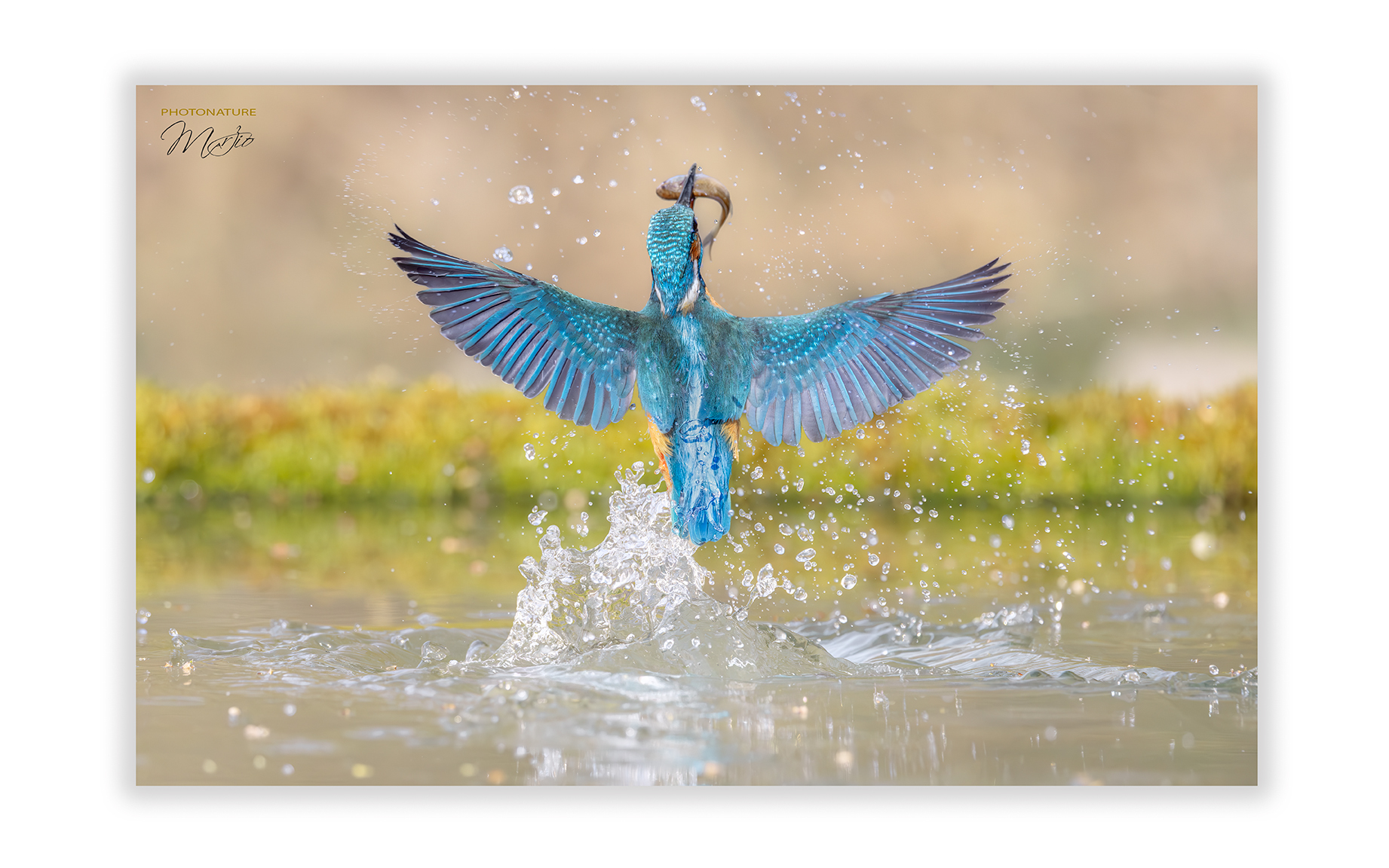 Martin pescatore con la sua piccola preda
