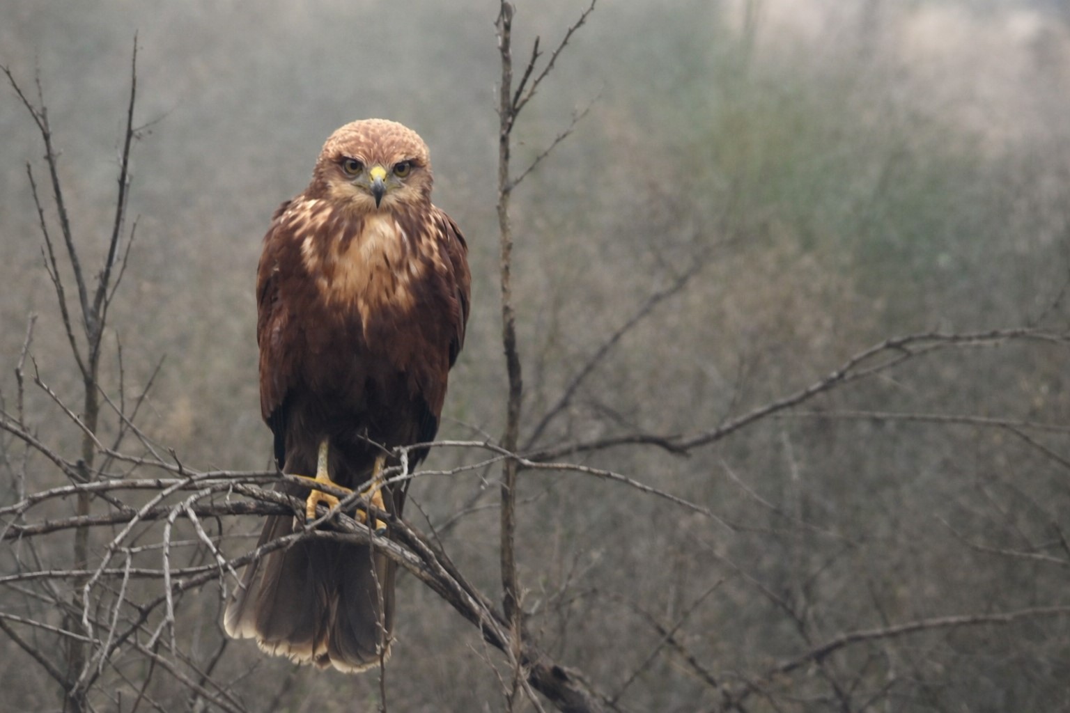 Marsh Harrier f. (Digiscoping)