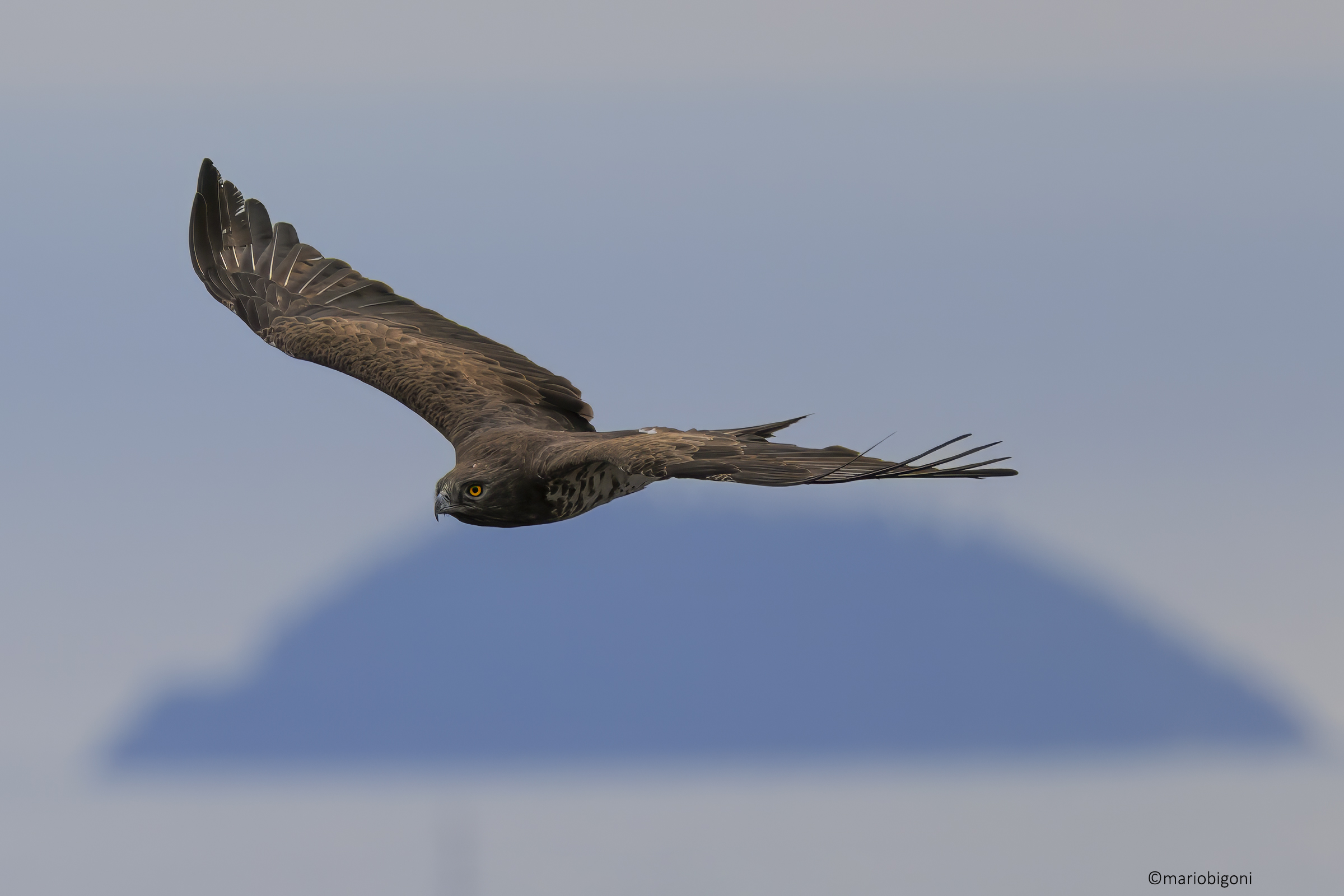 Short-toed Eagle