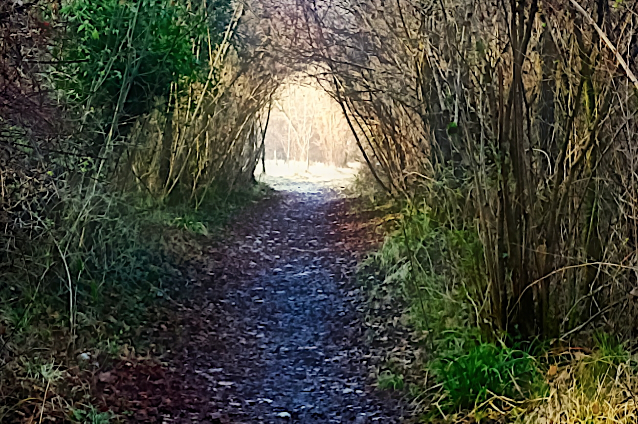 La luce alla fine del bosco