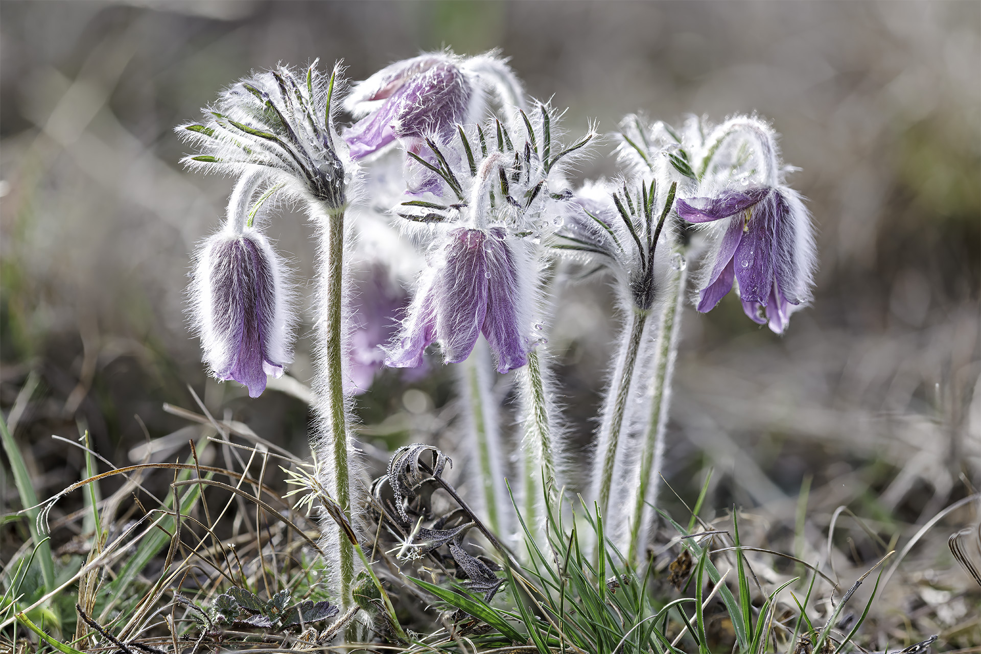Pulsatilla alpina