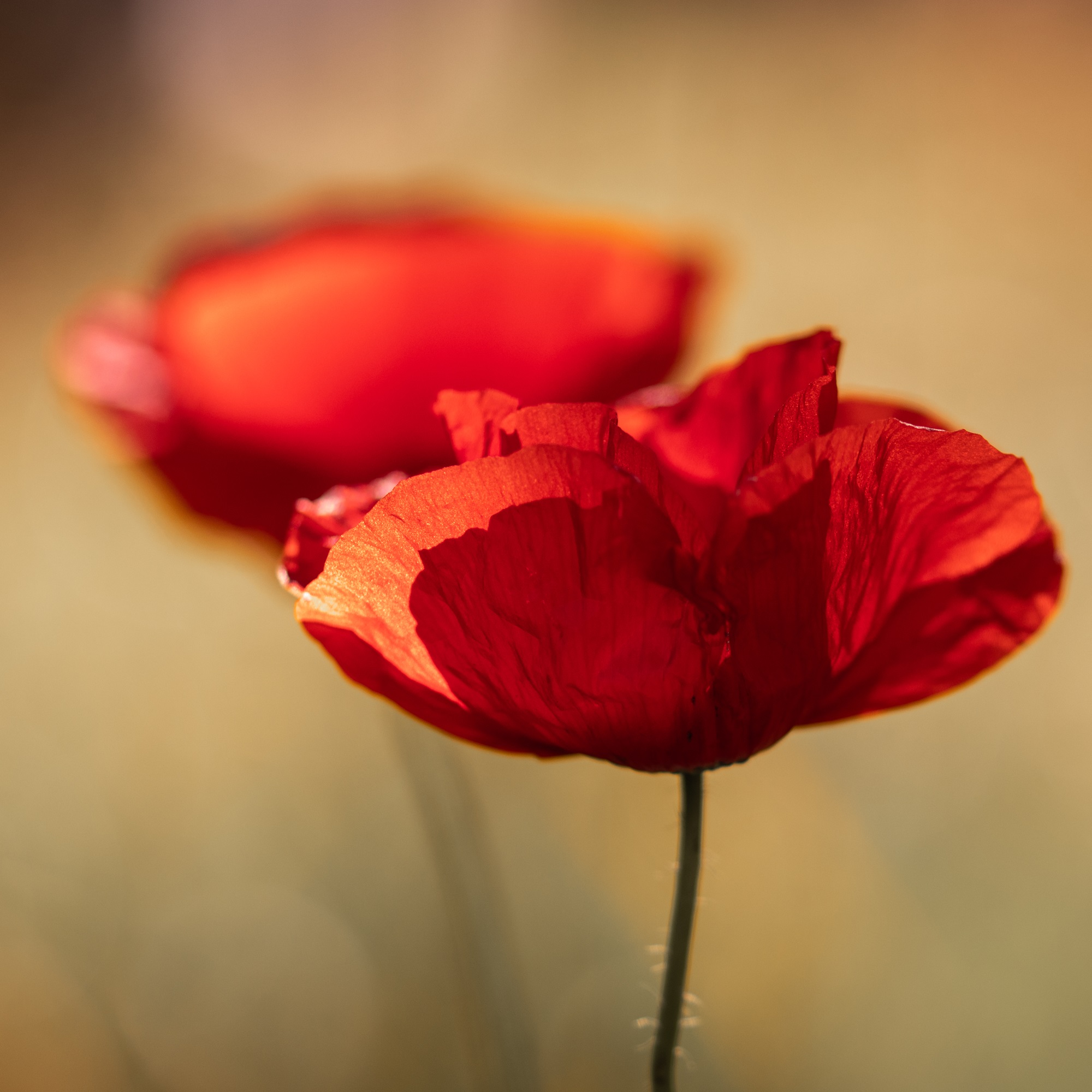Poppies in square format