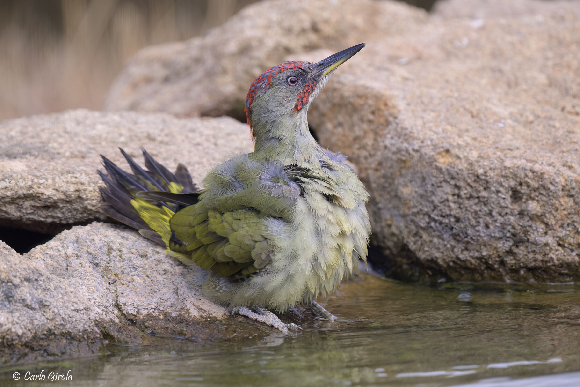 Picchio verde iberico (Picus sharpei)