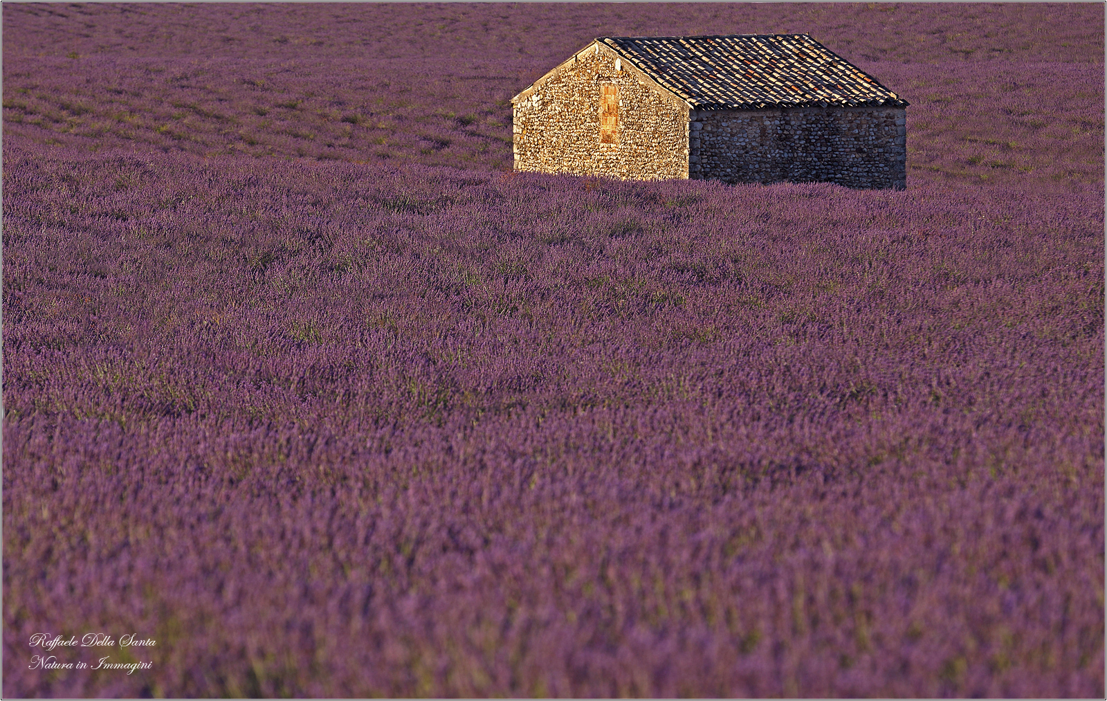 Cabane et Lavande