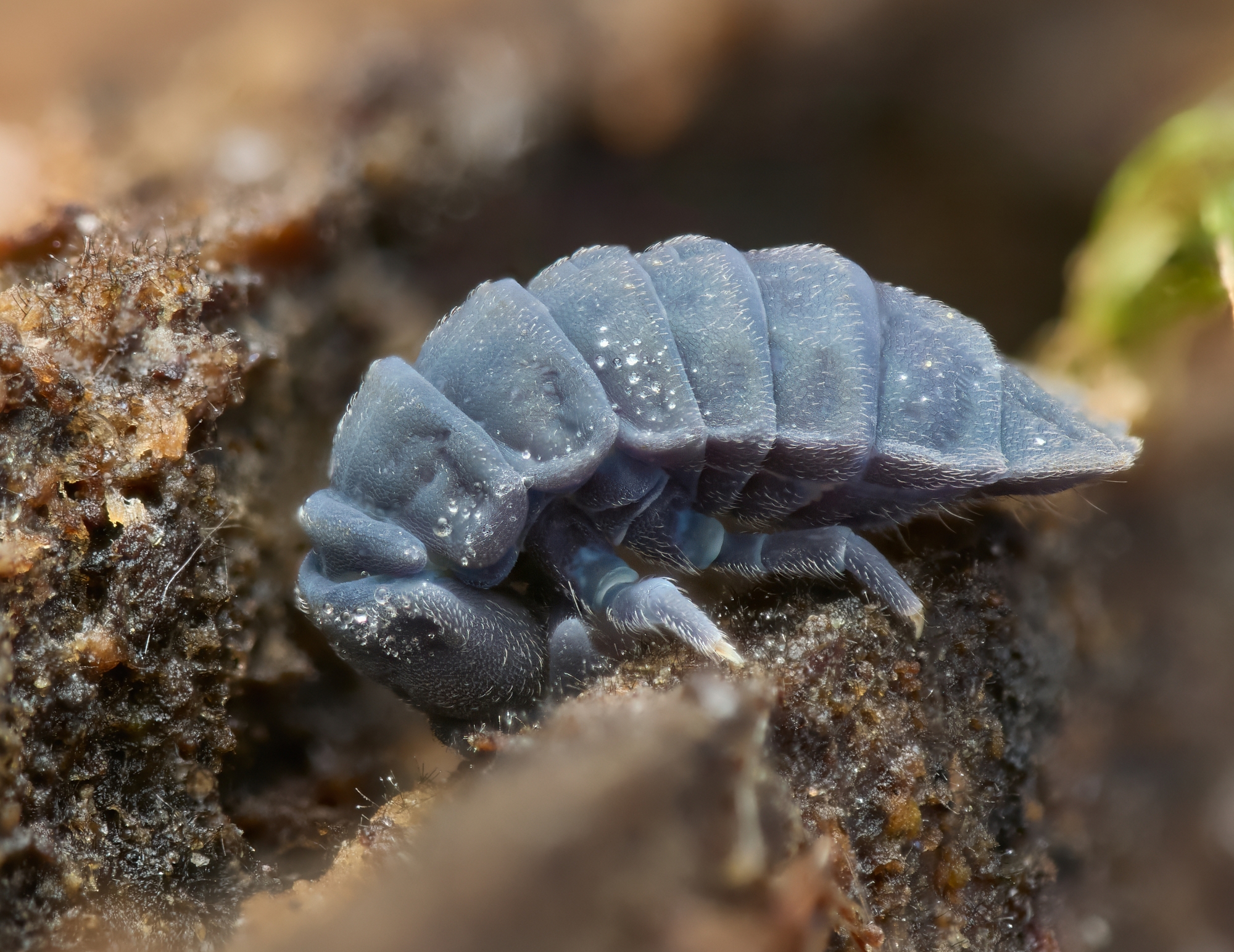 Tetrodonthopora bielanensis