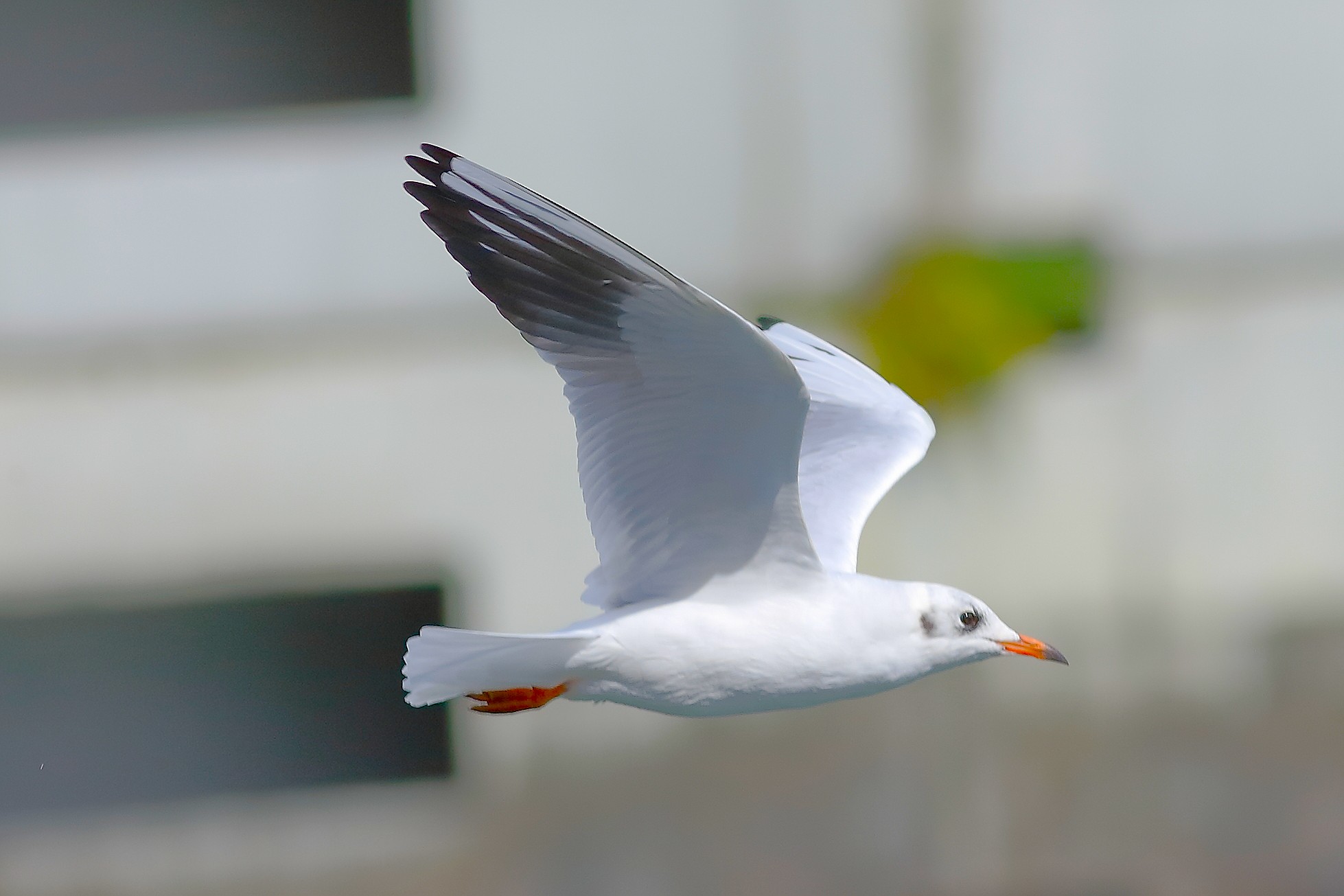 Seagull C 25 September 2025 - 0047