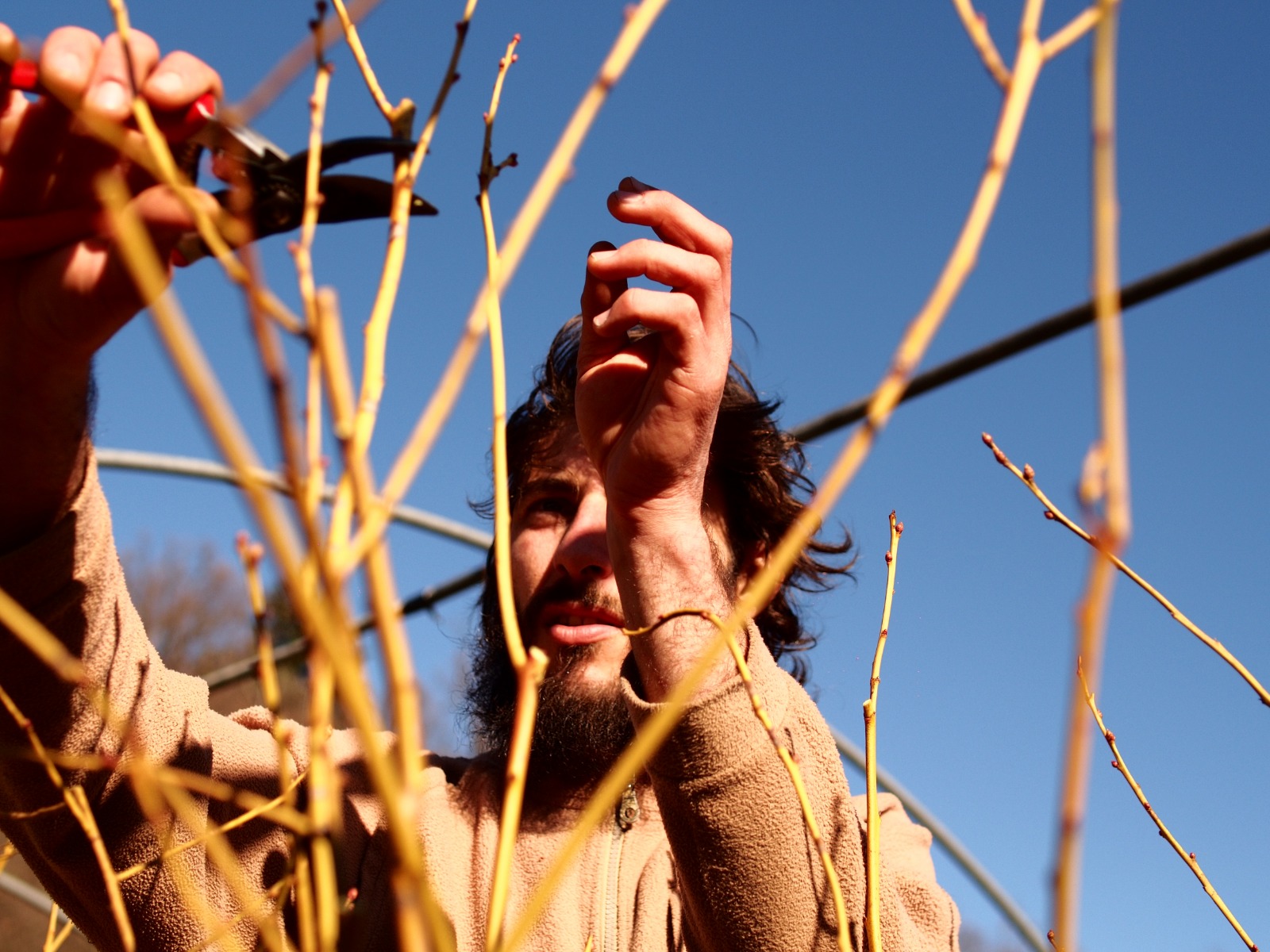 Pruning blueberries