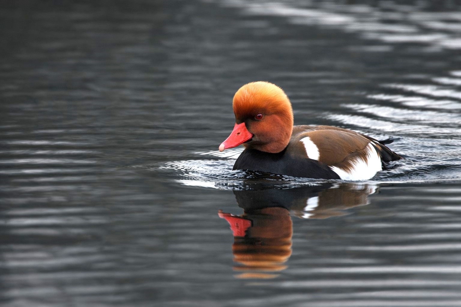 Pochard