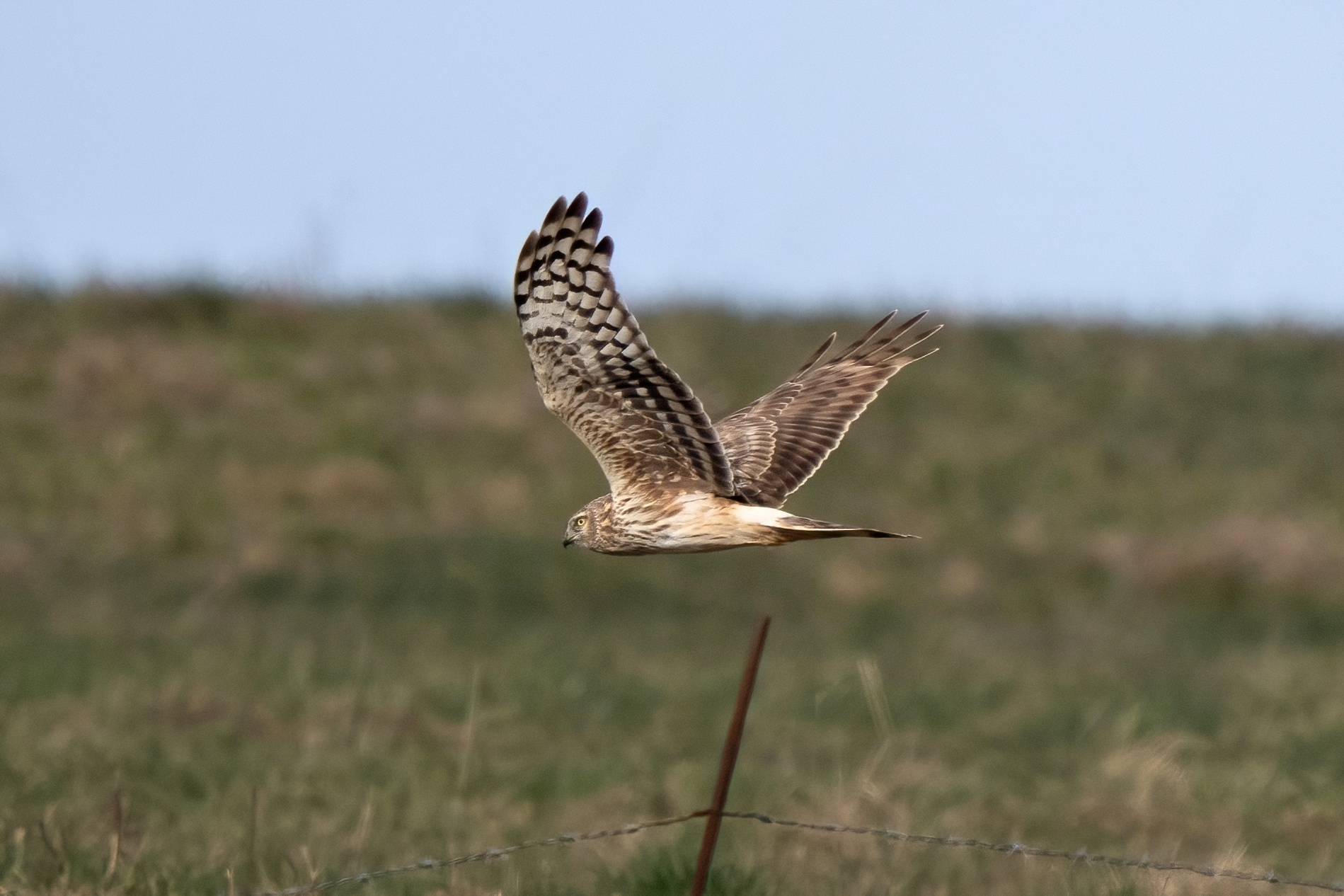 Hen Harrier (Circus cyaneus)