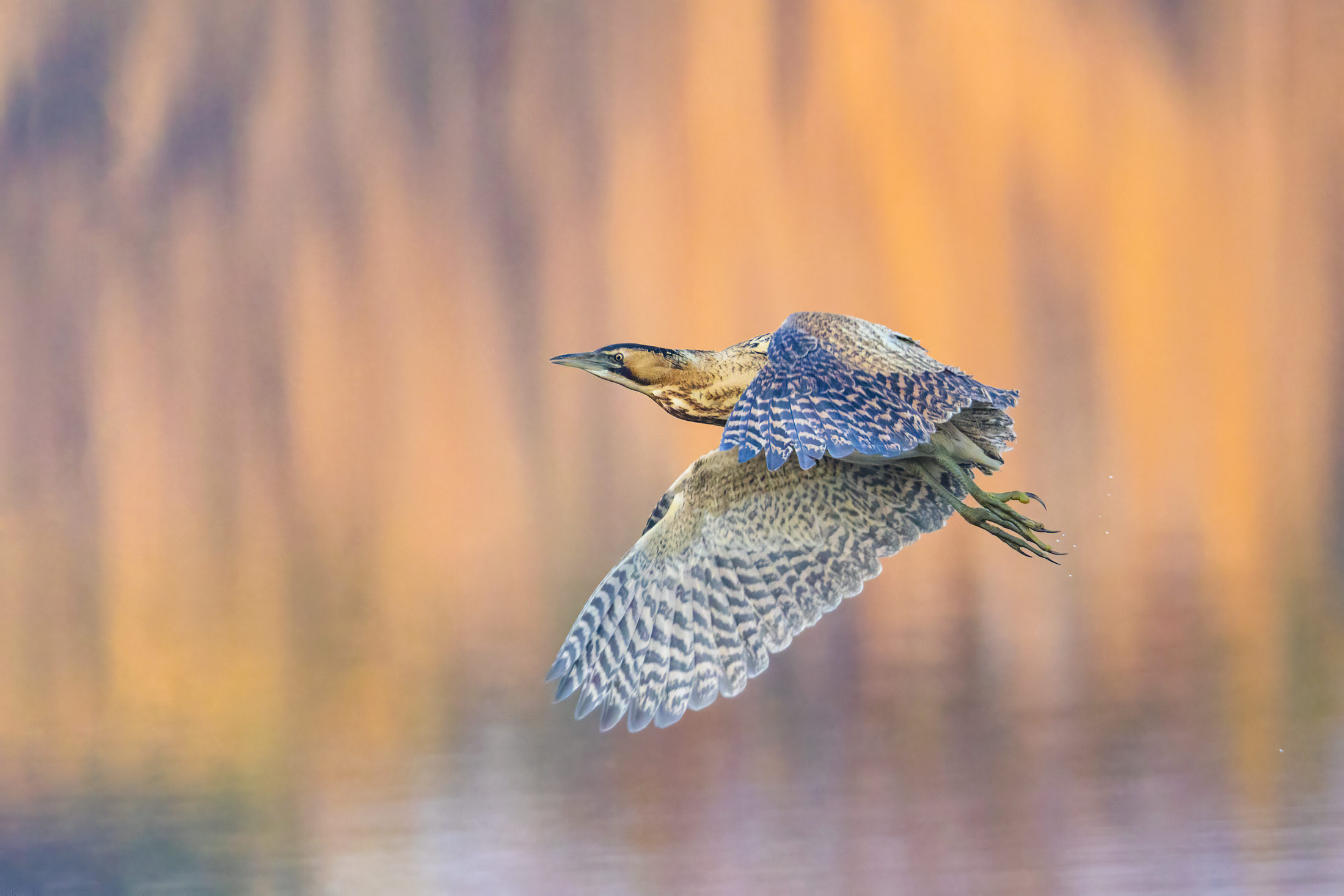 Last Lights on the Bittern