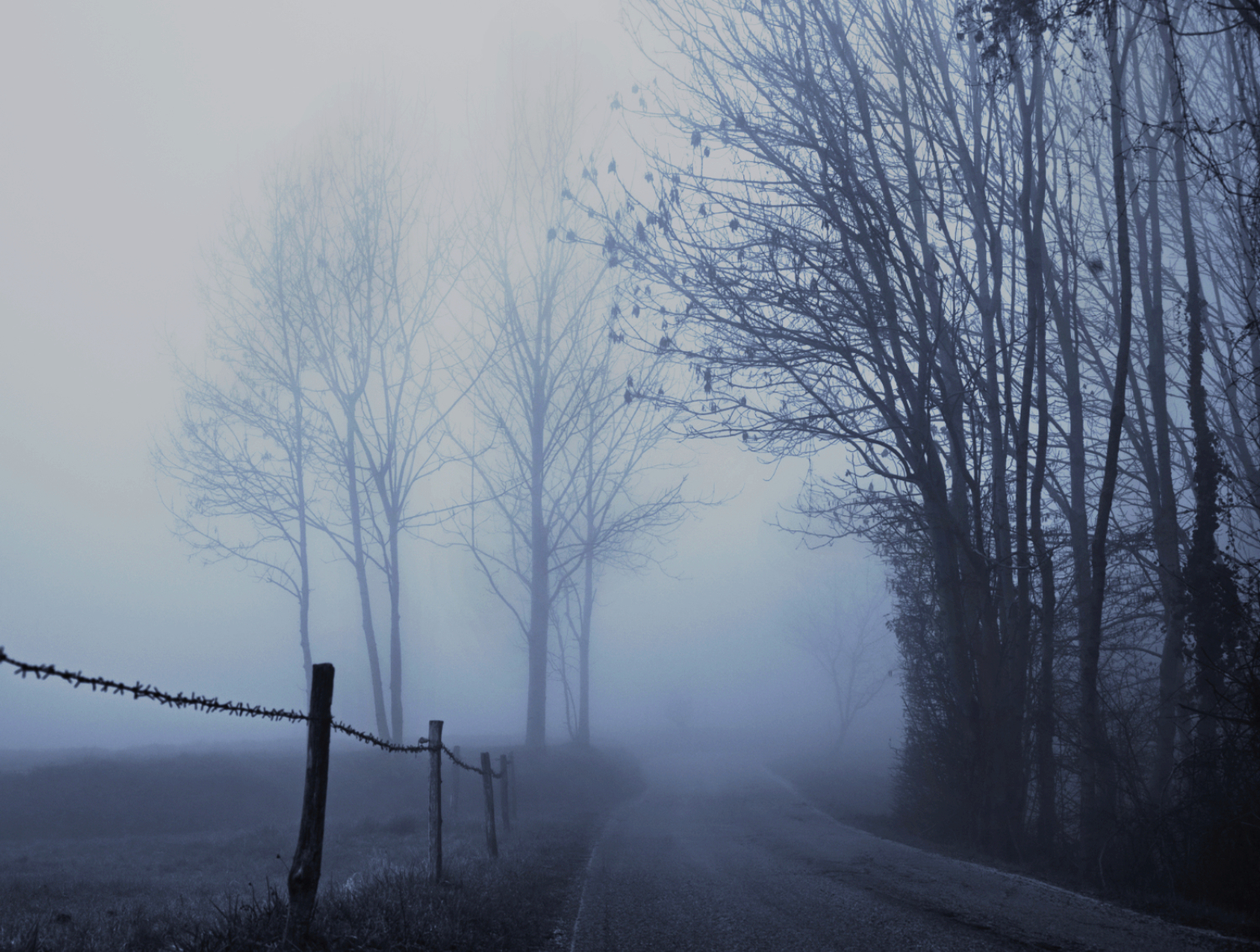 Alberi nella nebbia