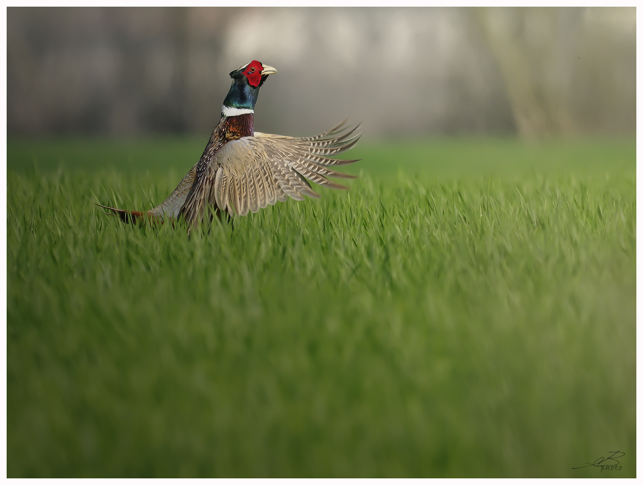 Common Pheasant