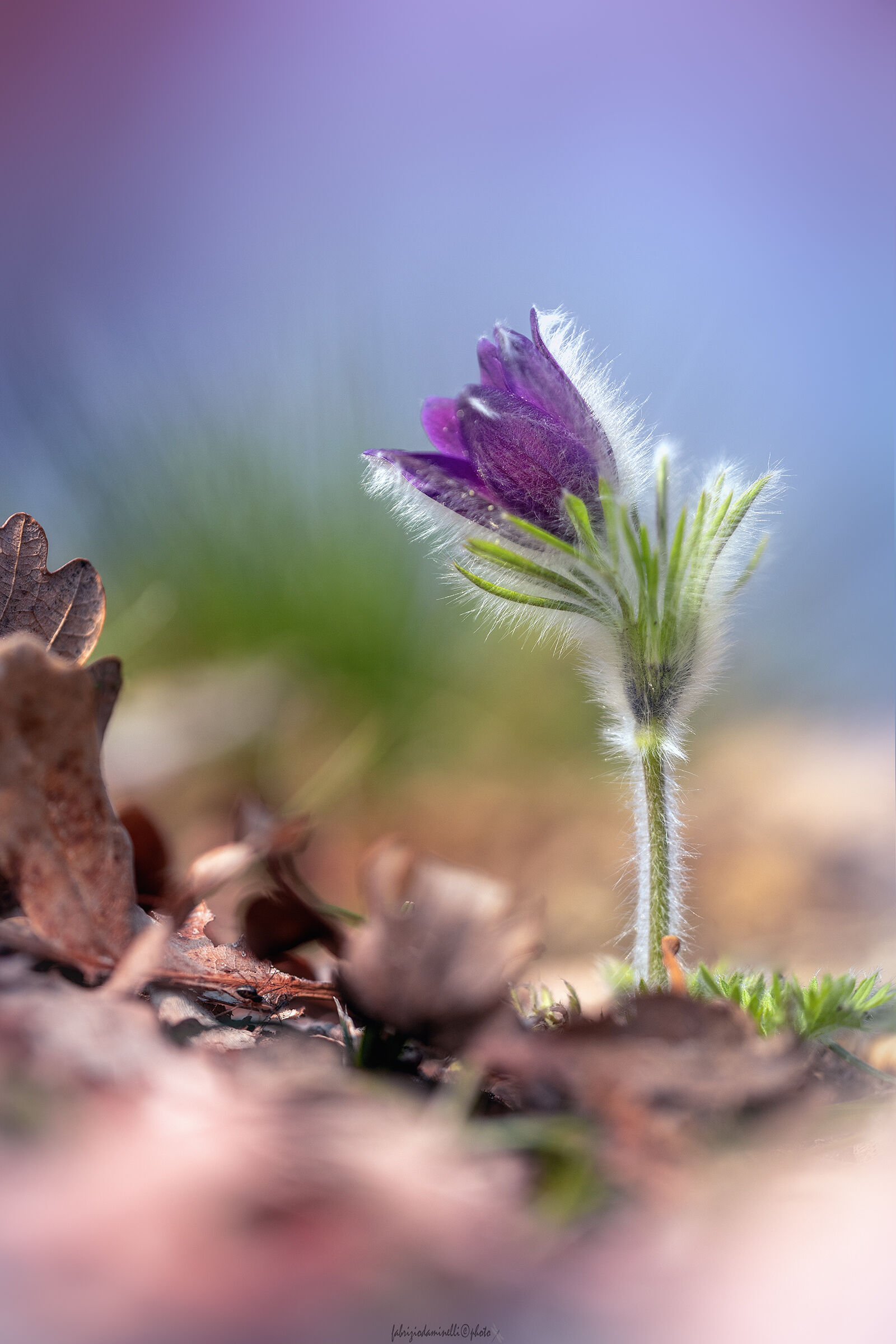 Pulsatilla montana